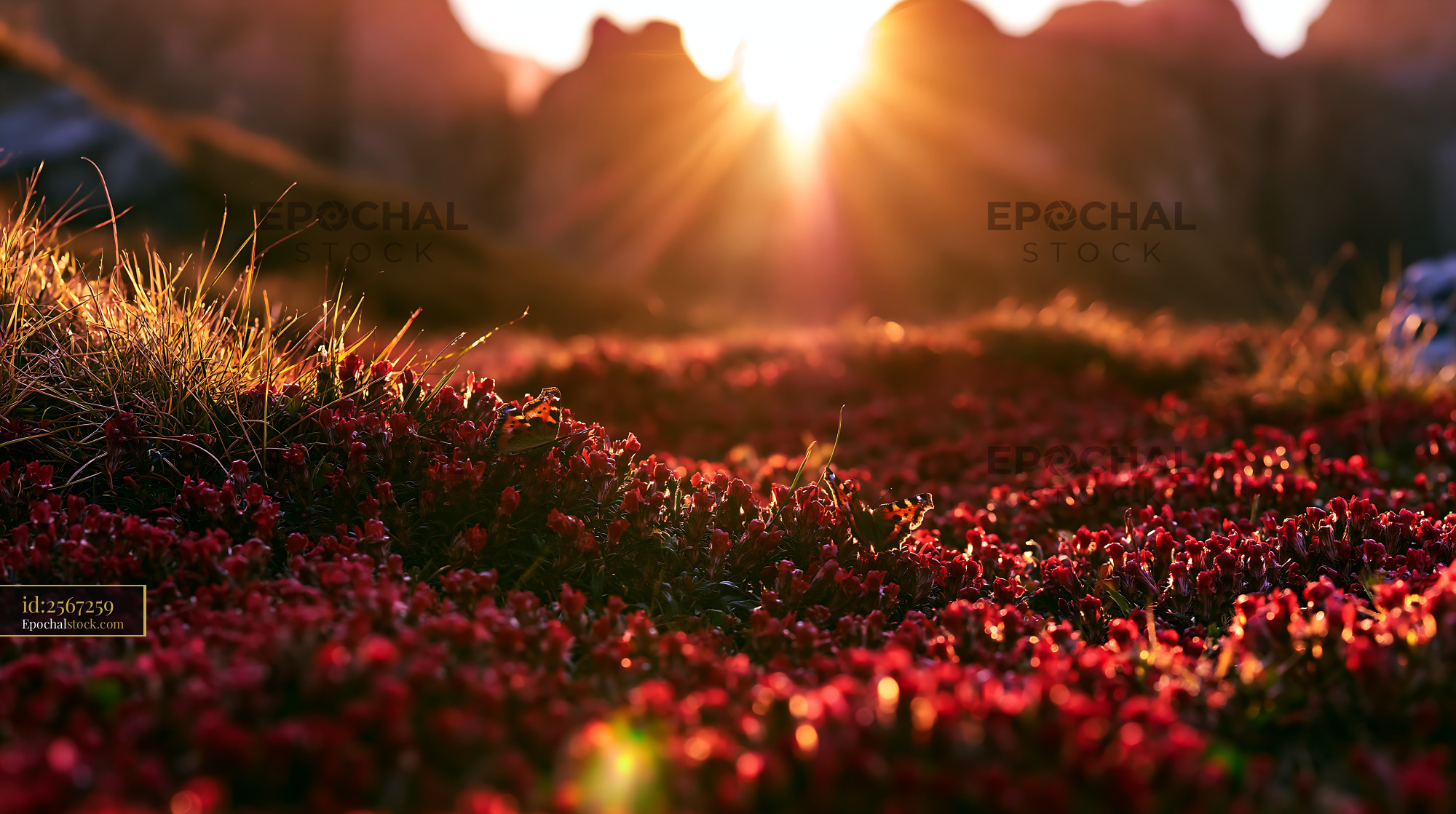 Pimpernel Wildflowers Blooming at Golden Hour in the Mountains - stock photo