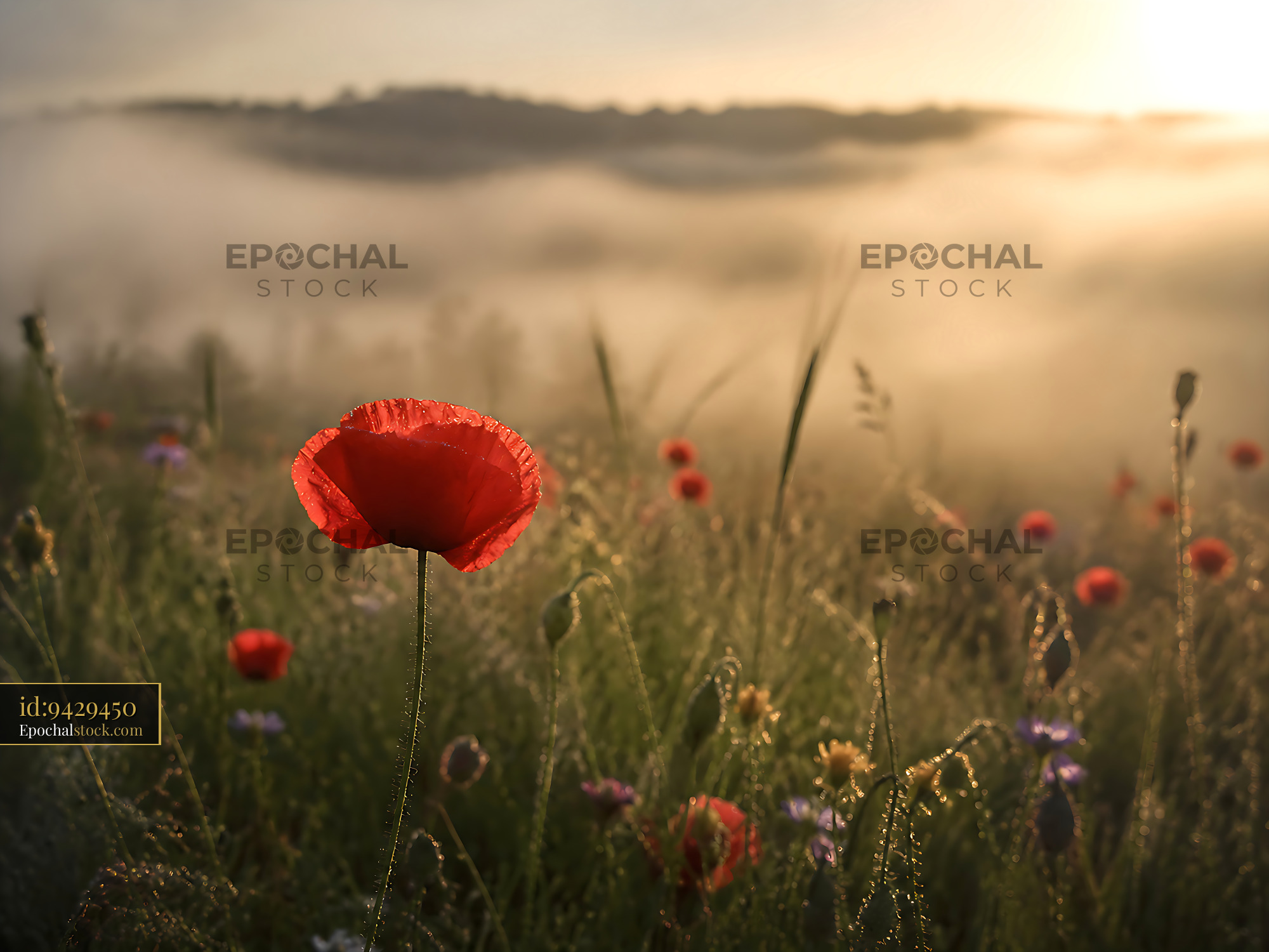 Poppy Flower Stands Tall in a Foggy Field During Sunrise - stock photo