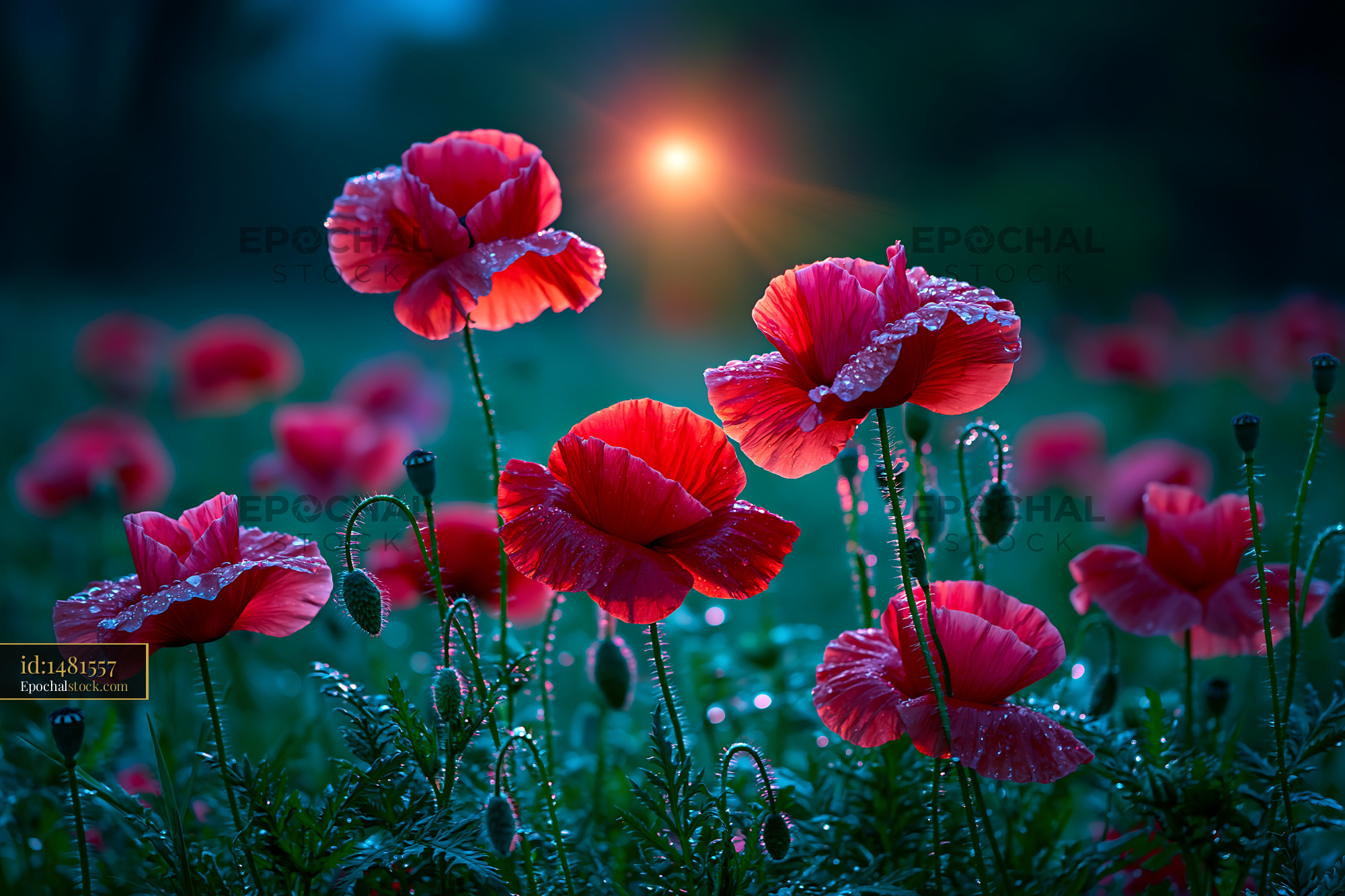 Watermarked full-resolution preview of Poppies bloom under soft evening light with dew drops