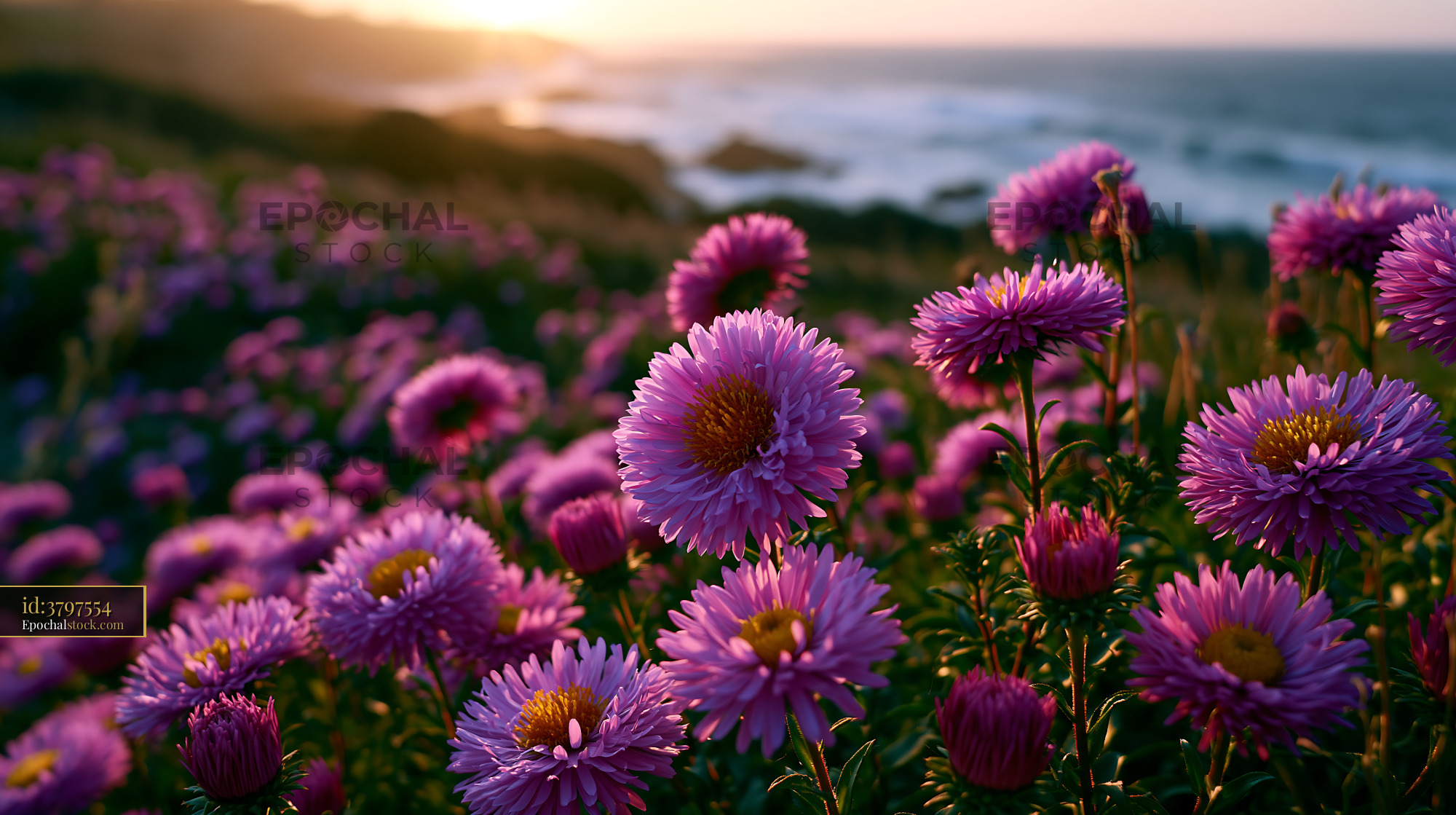 Watermarked full-resolution preview of Purple flowers bloom near the ocean at sunset
