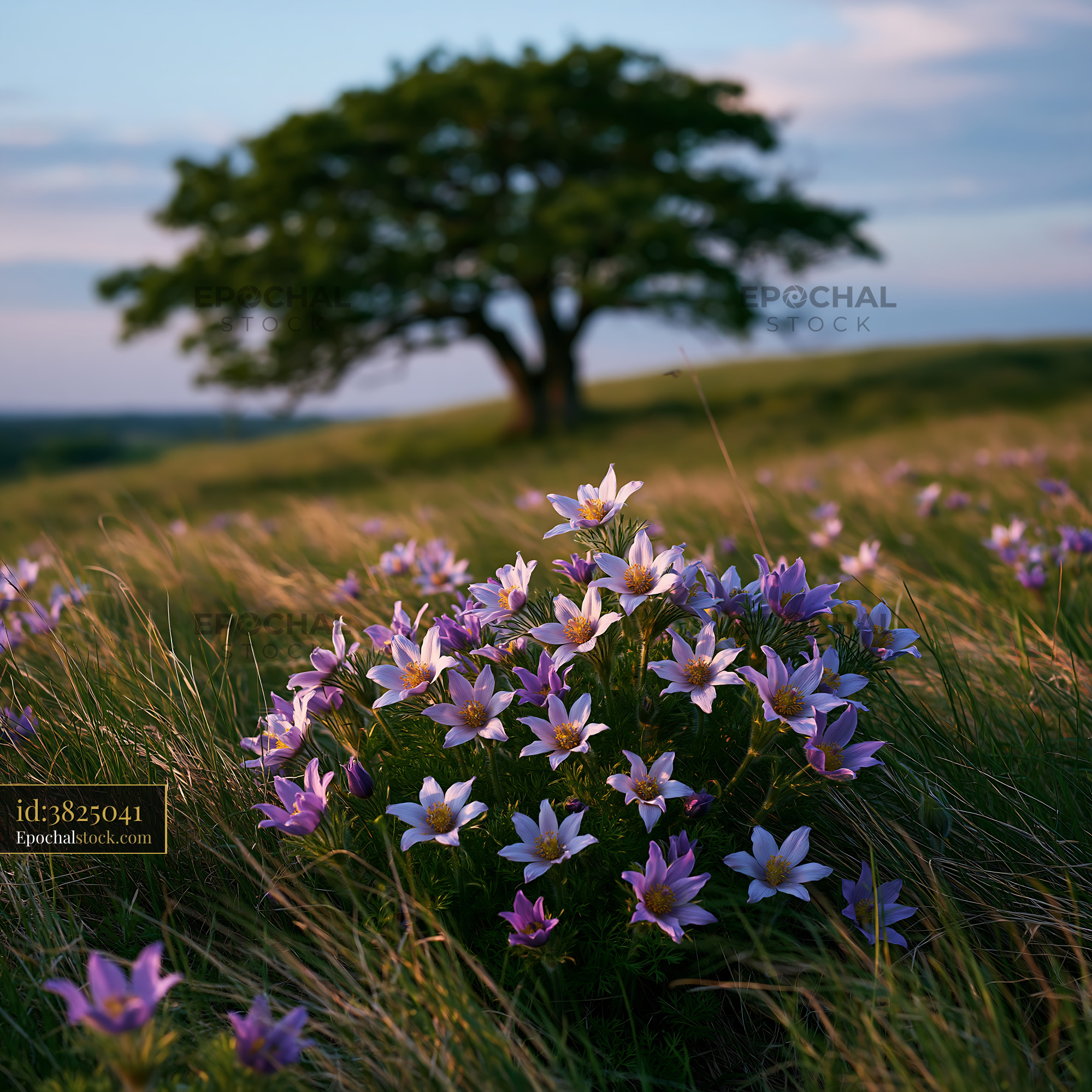 Watermarked full-resolution preview of Wildflowers bloom in a grassy field with a tree in the background