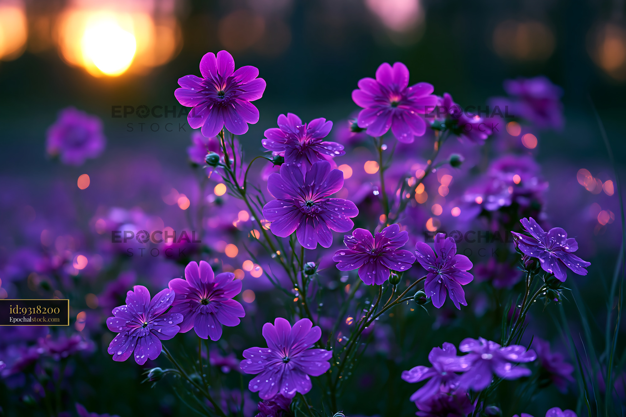Watermarked full-resolution preview of Vibrant purple flowers with sunlight in the background
