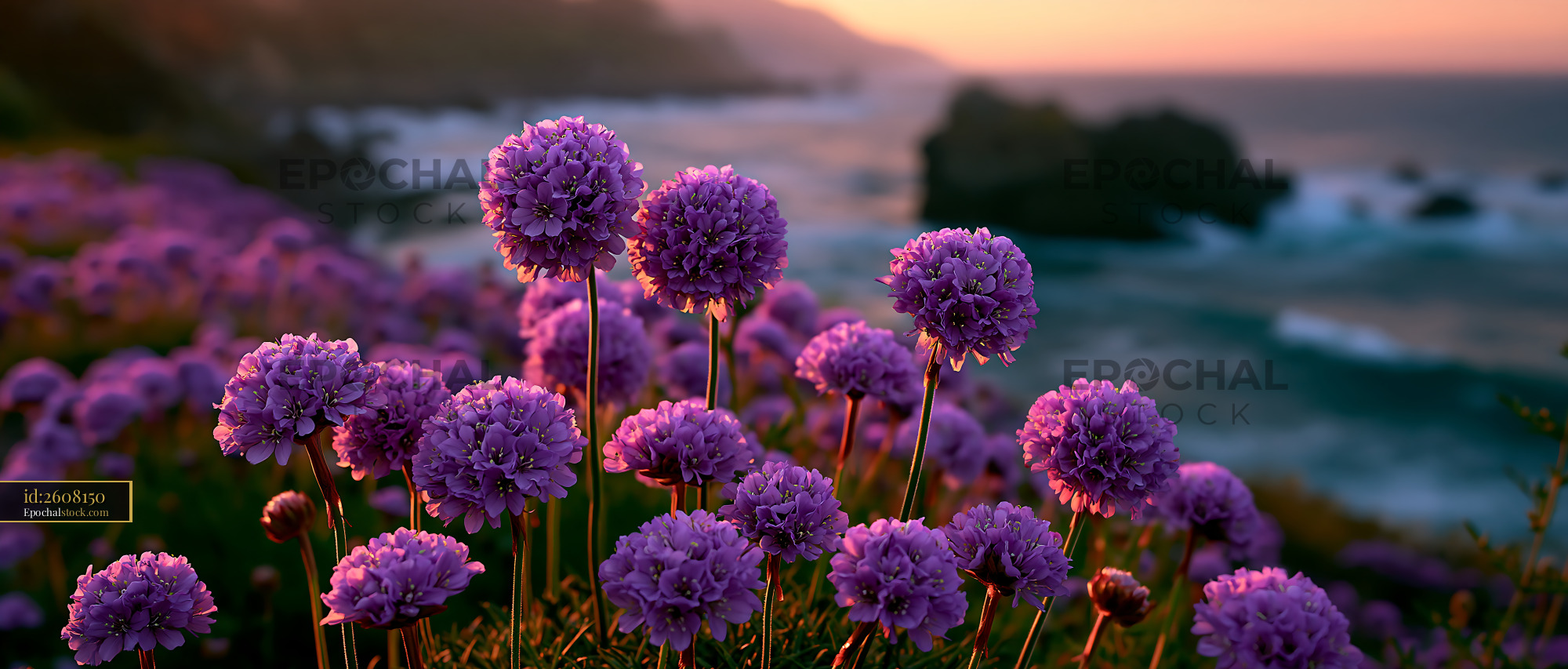 Watermarked full-resolution preview of Purple flowers bloom by the ocean at sunset