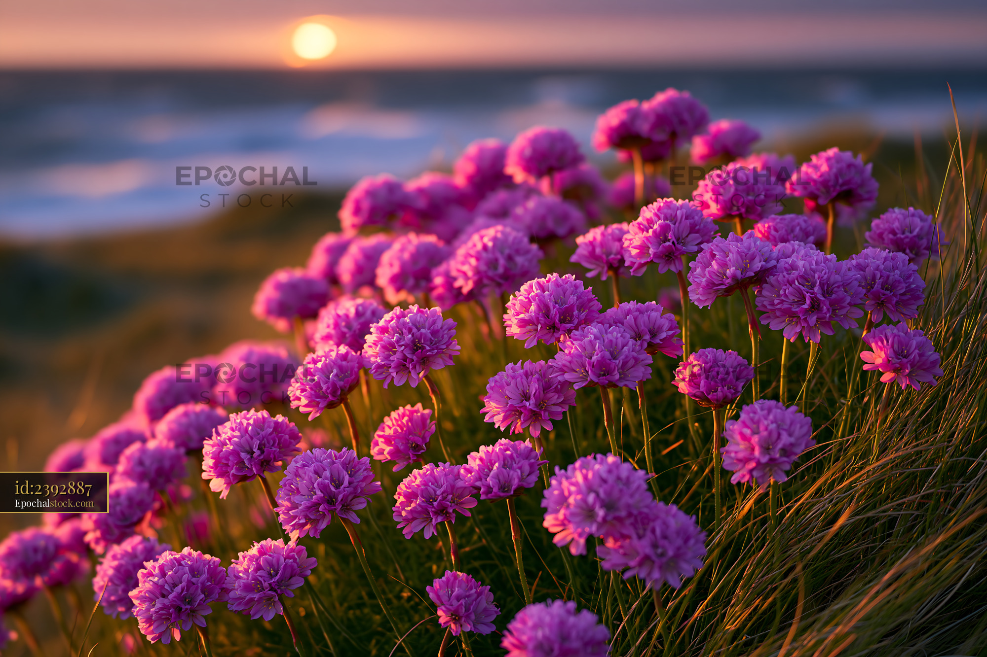 Watermarked full-resolution preview of Bright flowers in the foreground during sunset by the sea
