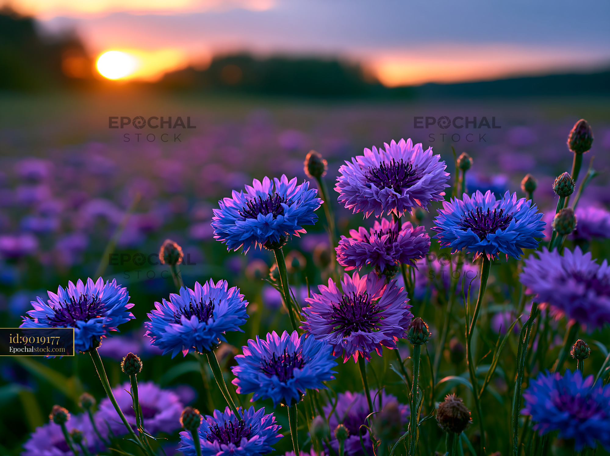 Watermarked full-resolution preview of Purple flowers in a field during sunset