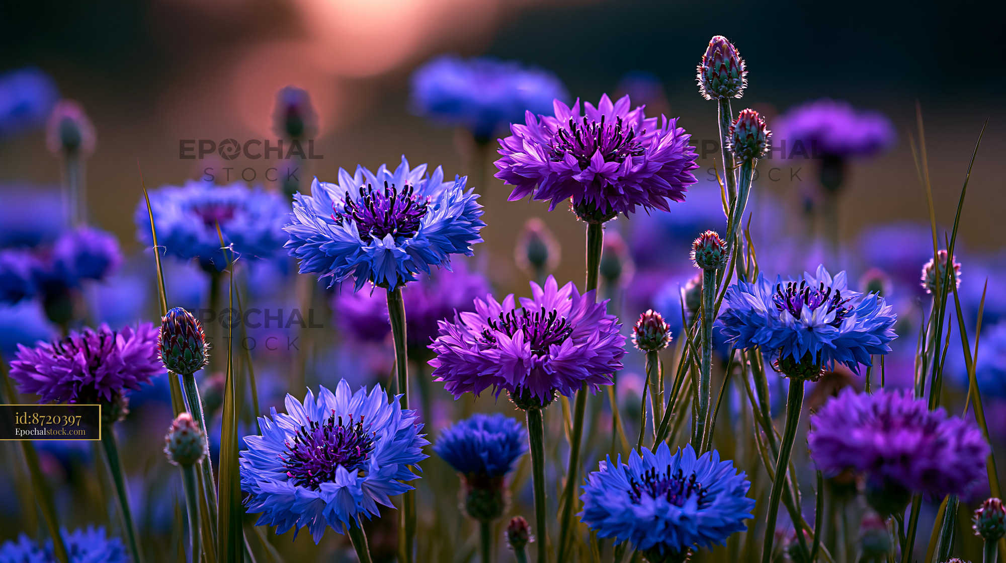 Watermarked full-resolution preview of Colorful wildflowers in a natural landscape during sunset