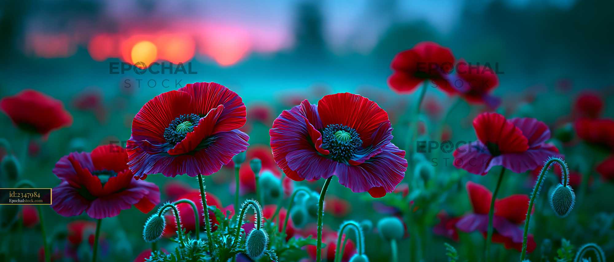 Watermarked full-resolution preview of Vibrant poppy flowers in a field at sunset