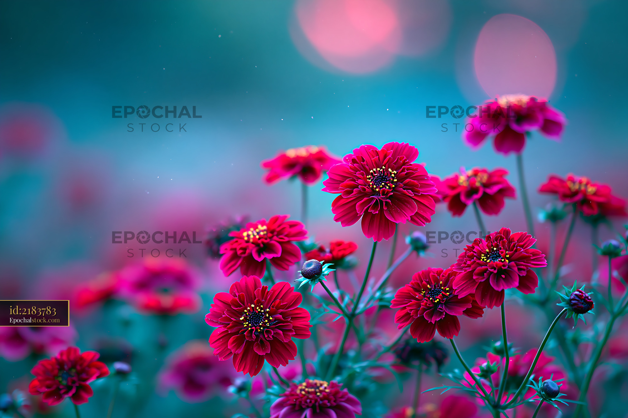 Flowers Bloom in Vibrant Colors Under Soft Evening Light - stock photo
