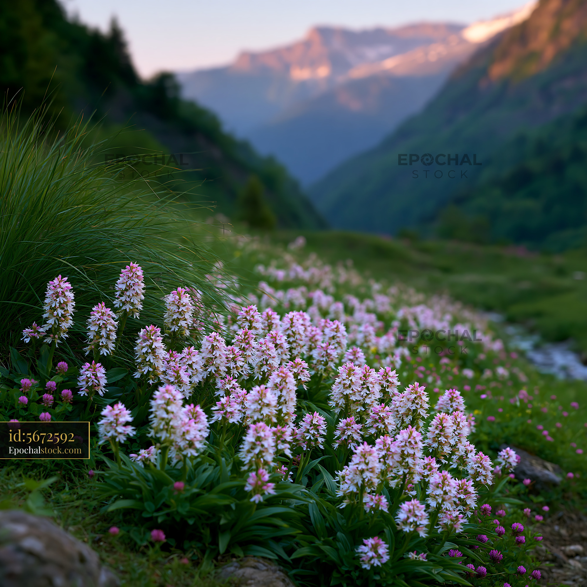 Watermarked full-resolution preview of Colorful flowers bloom in a valley under mountain peaks