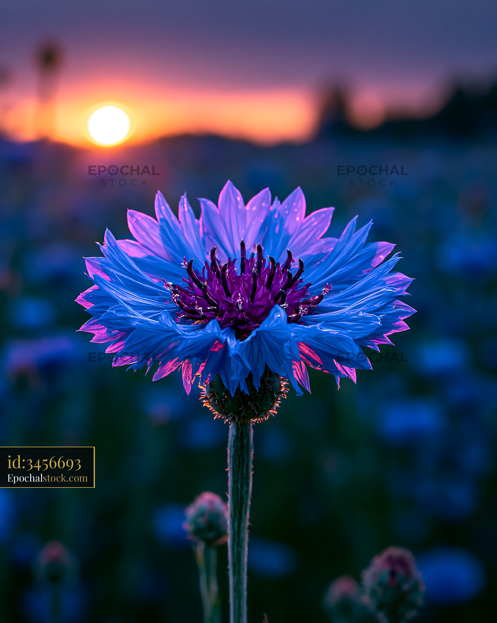 Flower Blooms During Sunset With Colorful Petals and Soft Light - stock photo