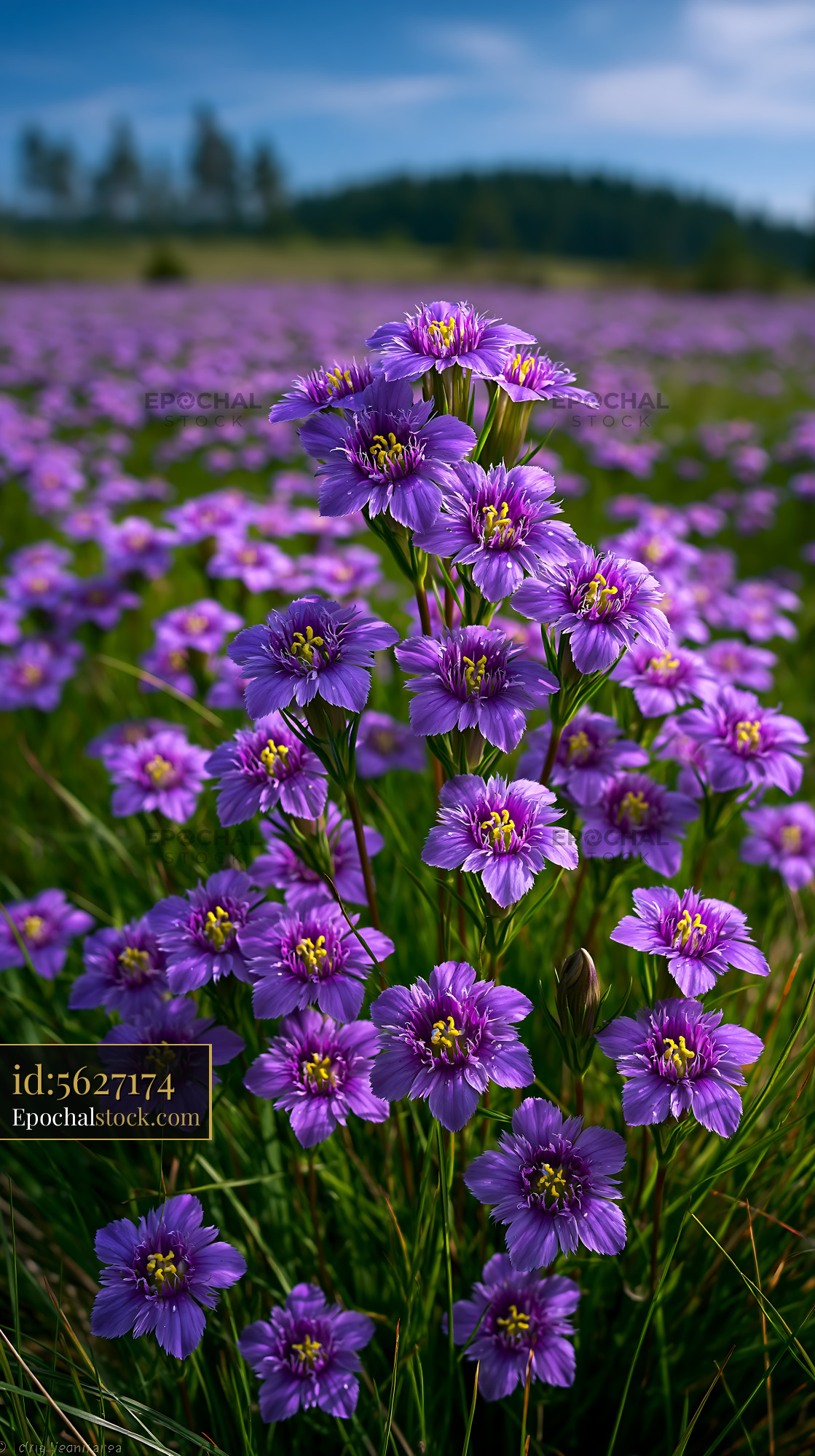 Watermarked full-resolution preview of Purple flowers grow in a field under cloudy sky in spring