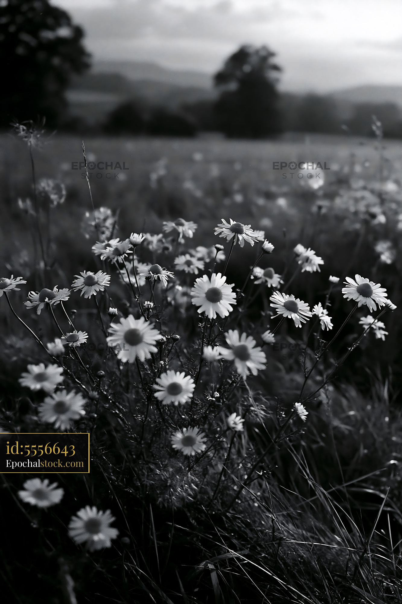 Chamomile Wildflowers in a Meadow During Springtime - stock photo
