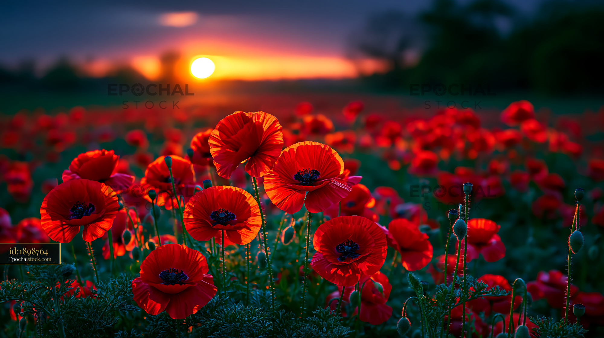 Watermarked full-resolution preview of Vibrant red poppy field during sunset in open landscape