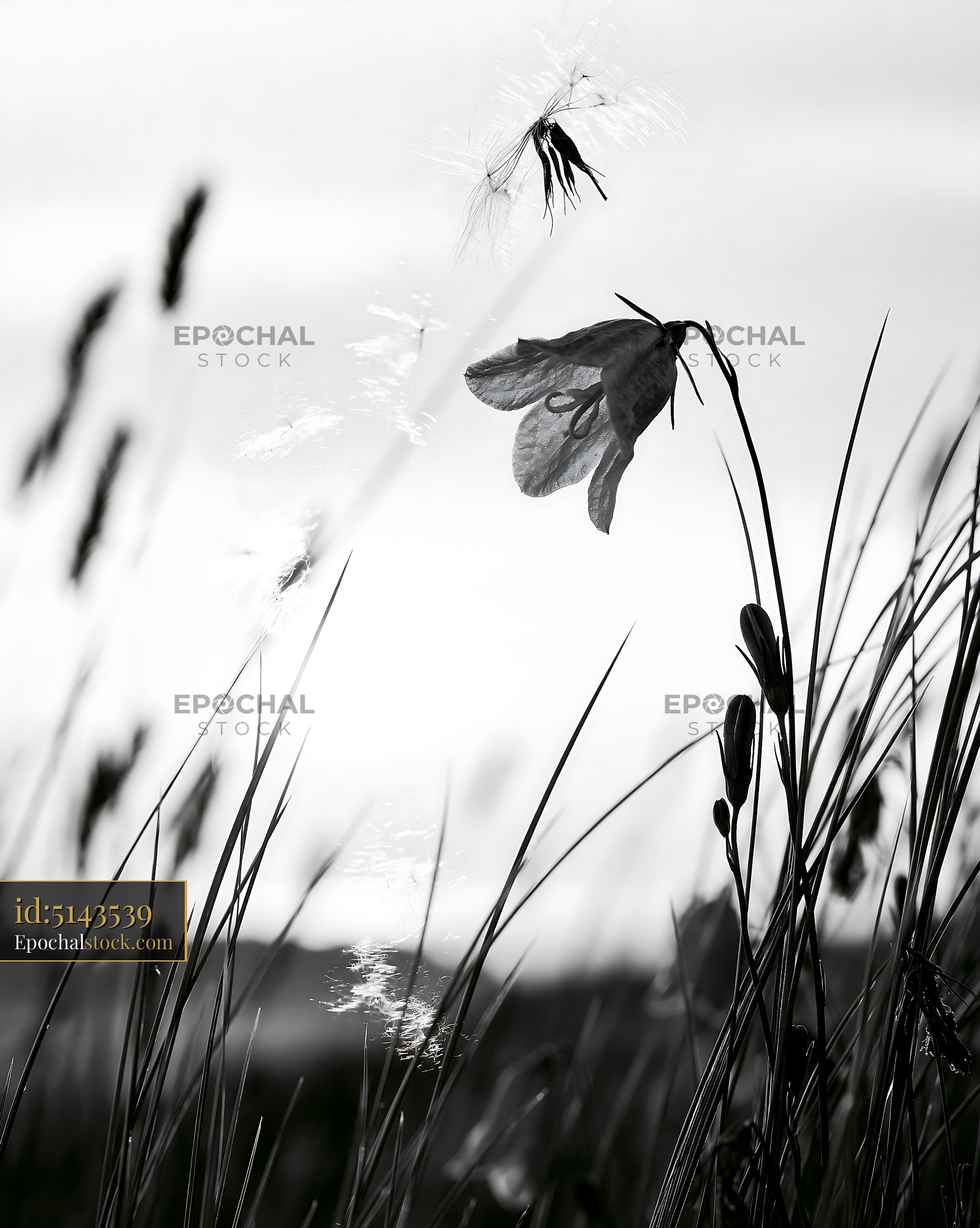 Watermarked full-resolution preview of Wildflower in field at sunset with tall grass
