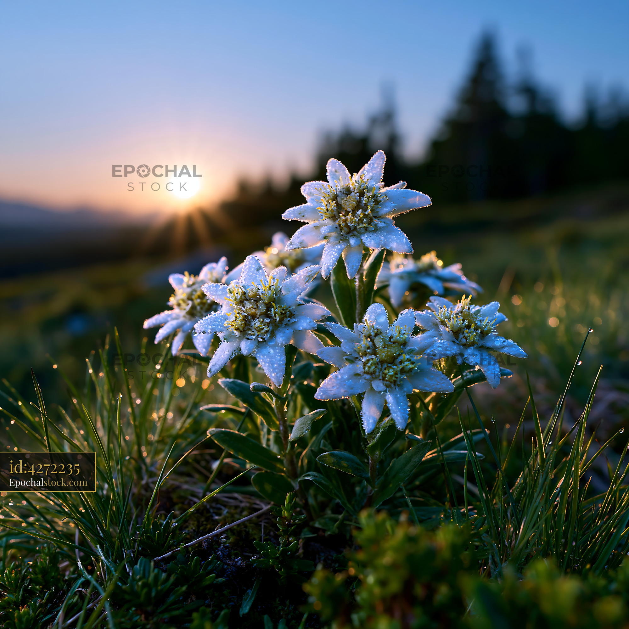 Watermarked full-resolution preview of Sunrise over a cluster of white flowers in a mountainous region