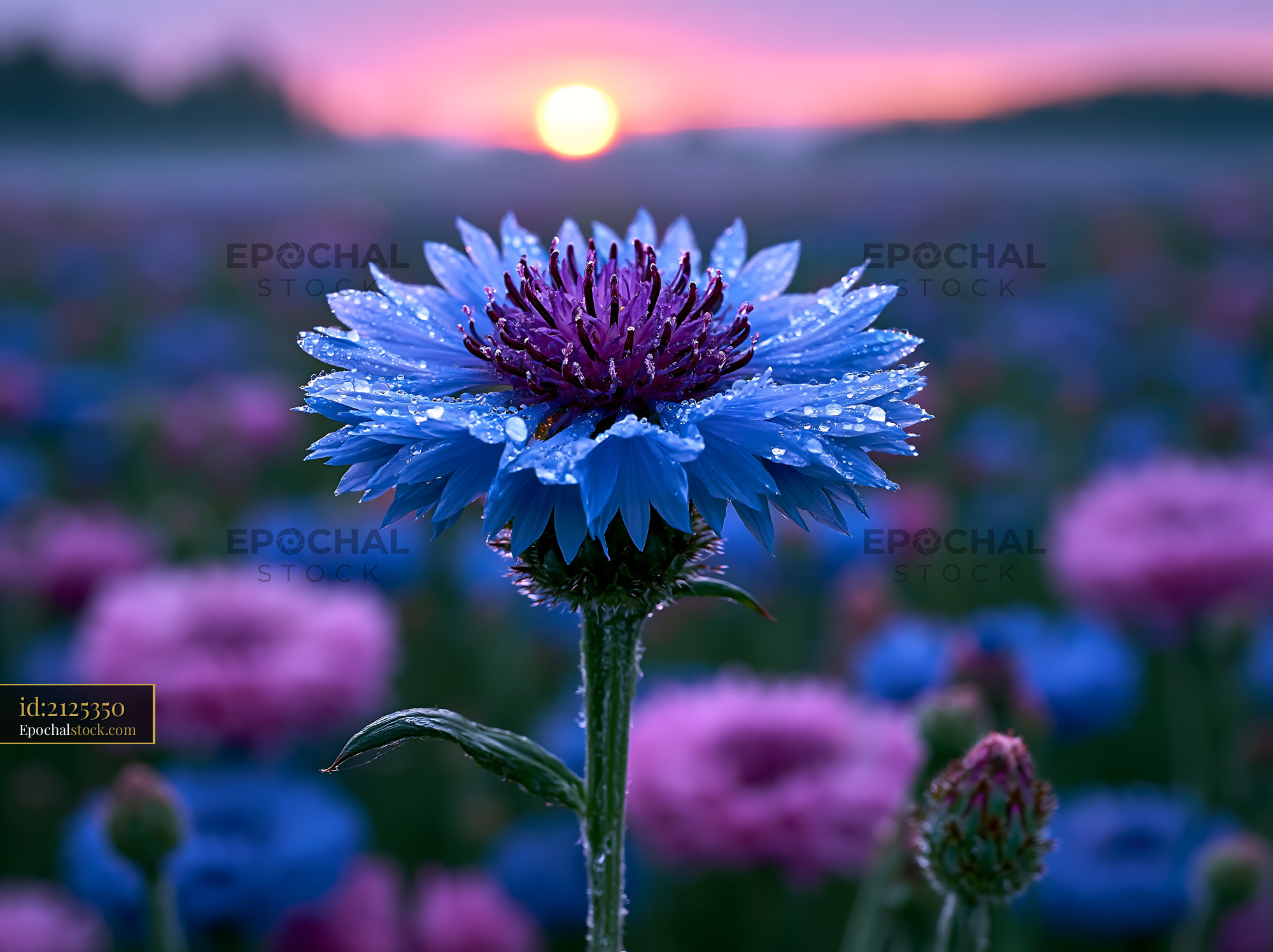 Blue Flower With Dew Standing Tall Among Pink Flowers at Sunset - stock photo