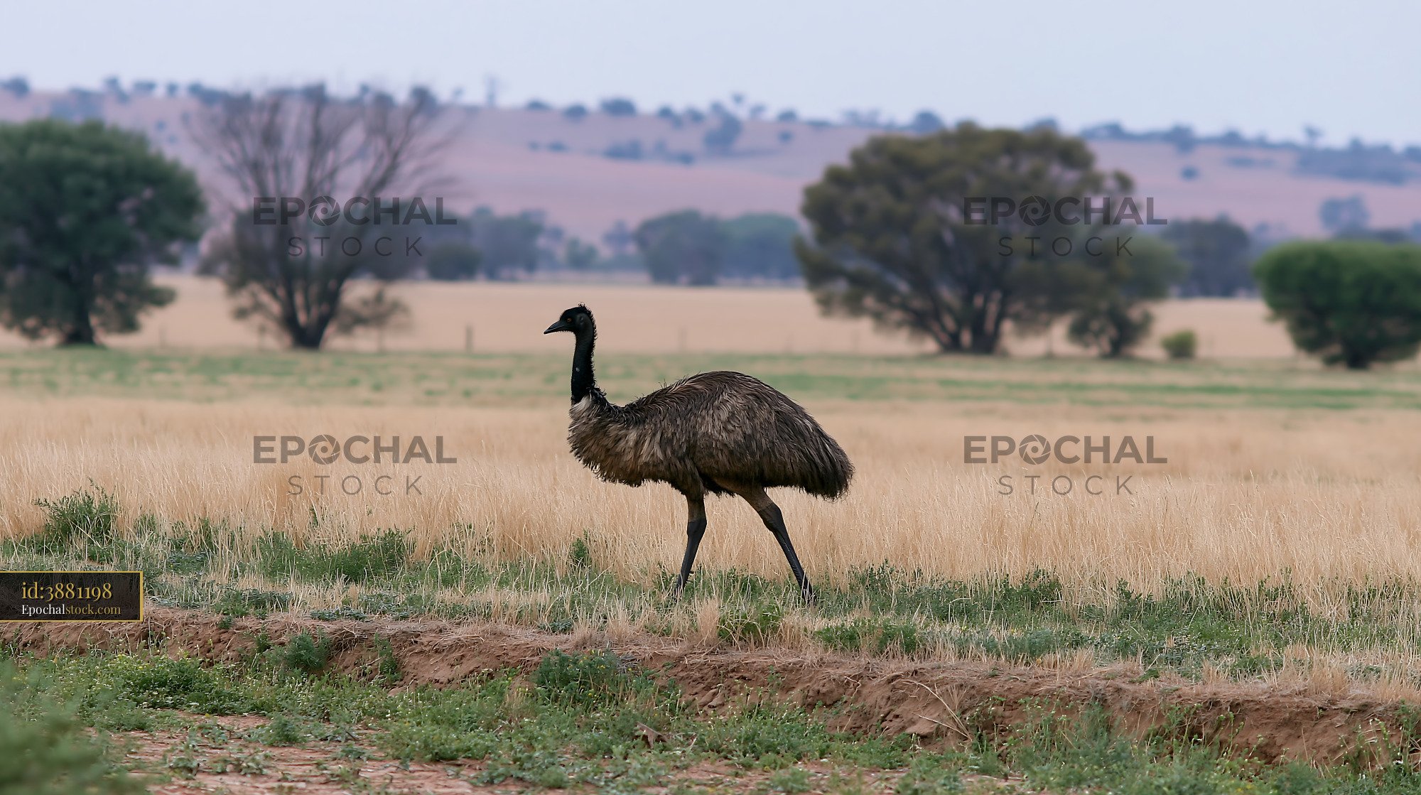 Emu walking across outback plain in Australia - stock photo