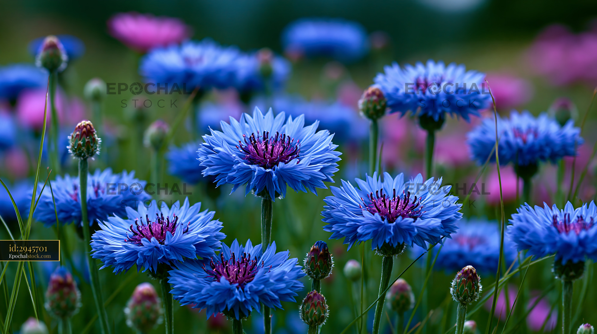 Watermarked full-resolution preview of Vibrant blue flowers blooming in a garden field