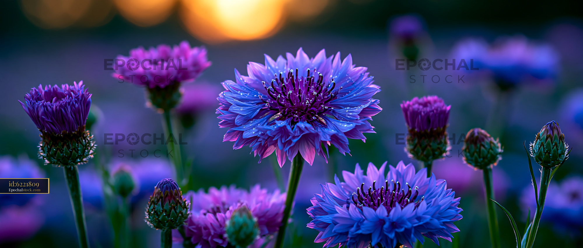 Watermarked full-resolution preview of Vibrant flowers bloom in a field during sunset