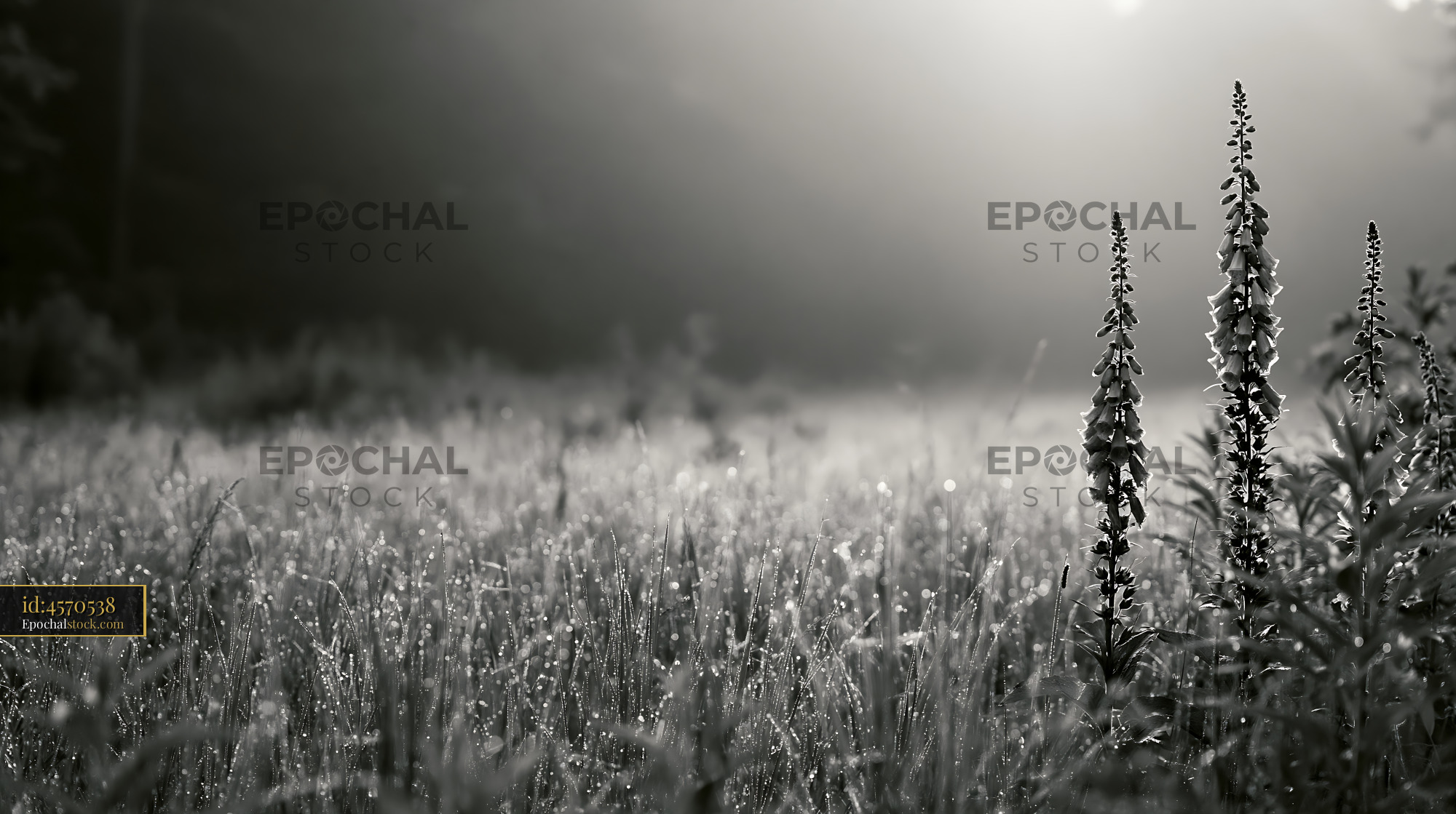 Watermarked full-resolution preview of Foggy forest field with tall plants in early morning light