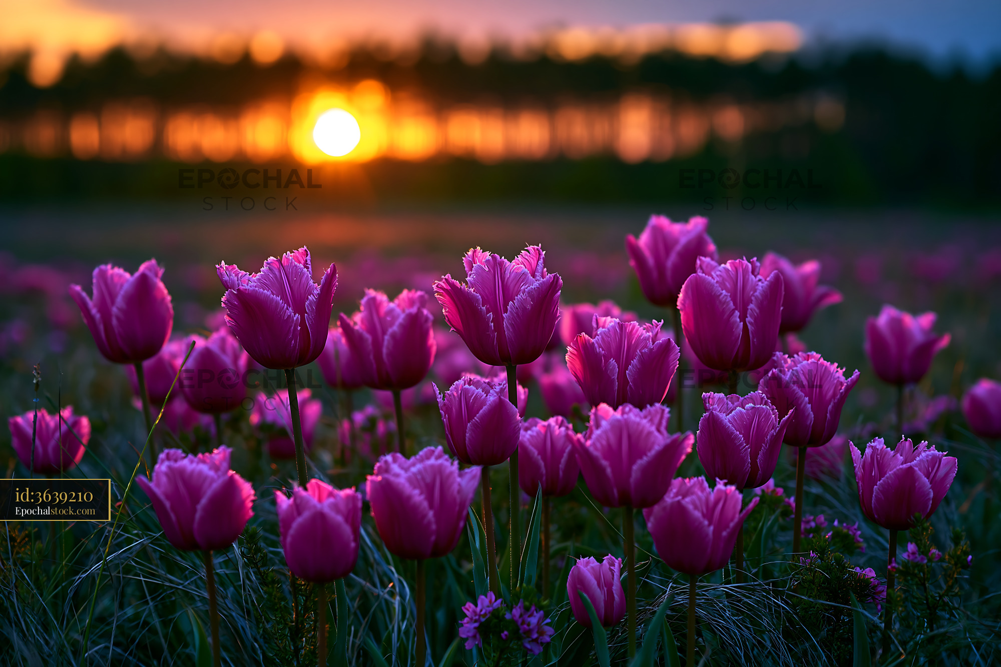 Watermarked full-resolution preview of Pink tulips blooming at sunset in a field