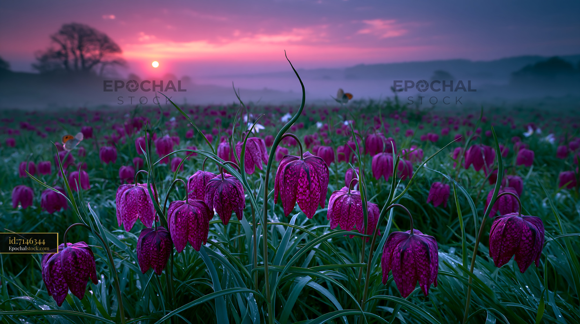 Watermarked full-resolution preview of Purple flowers bloom in a field during sunrise in spring