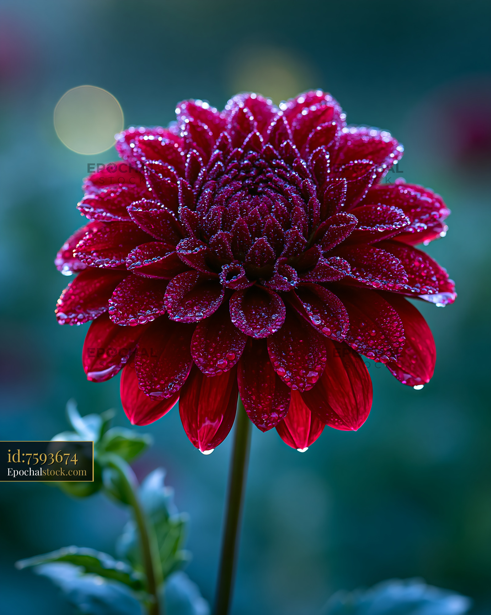 Watermarked full-resolution preview of Red flower with dew drops in garden during early morning