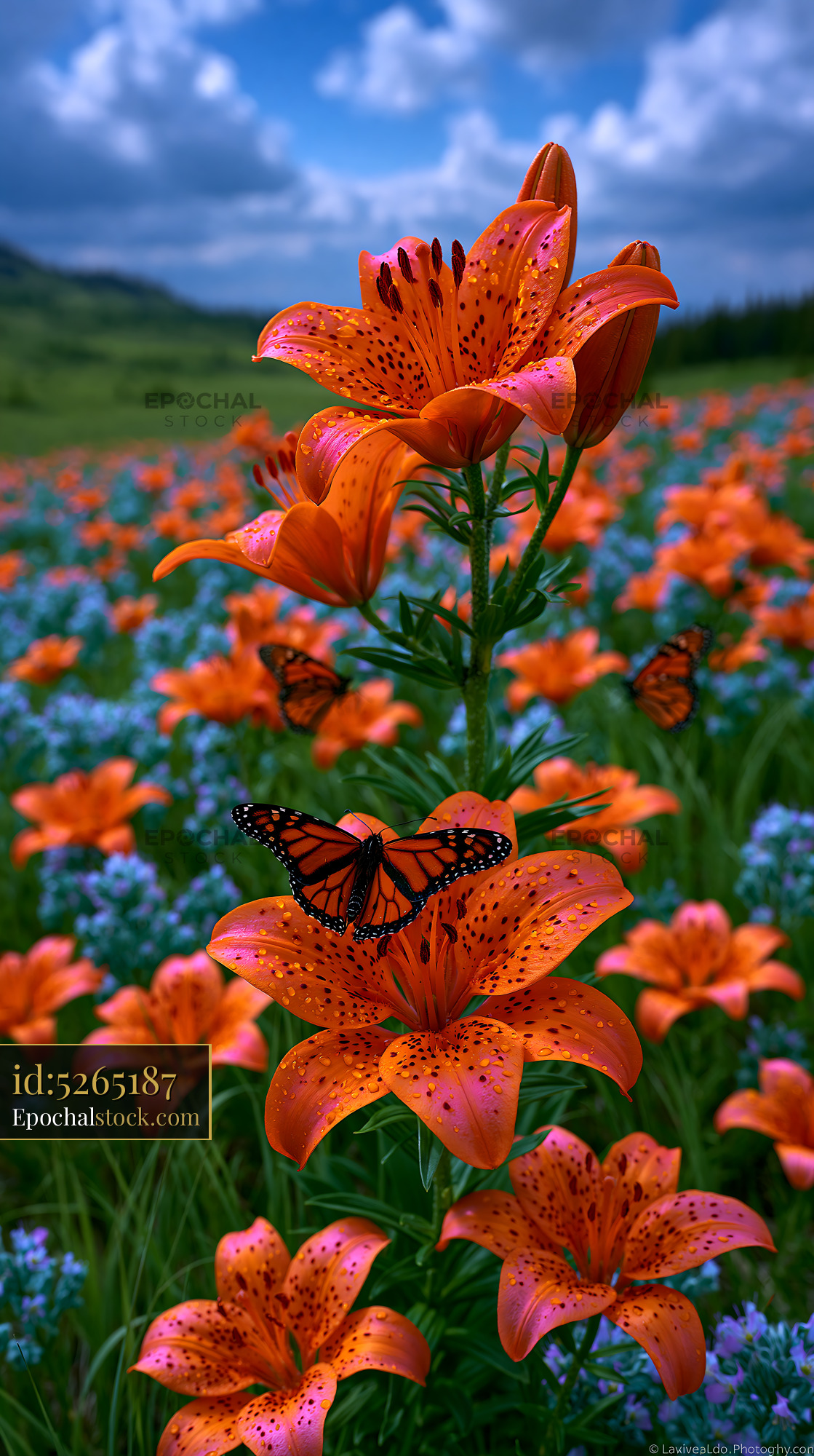 Watermarked full-resolution preview of Monarch butterfly resting on orange lily flowers
