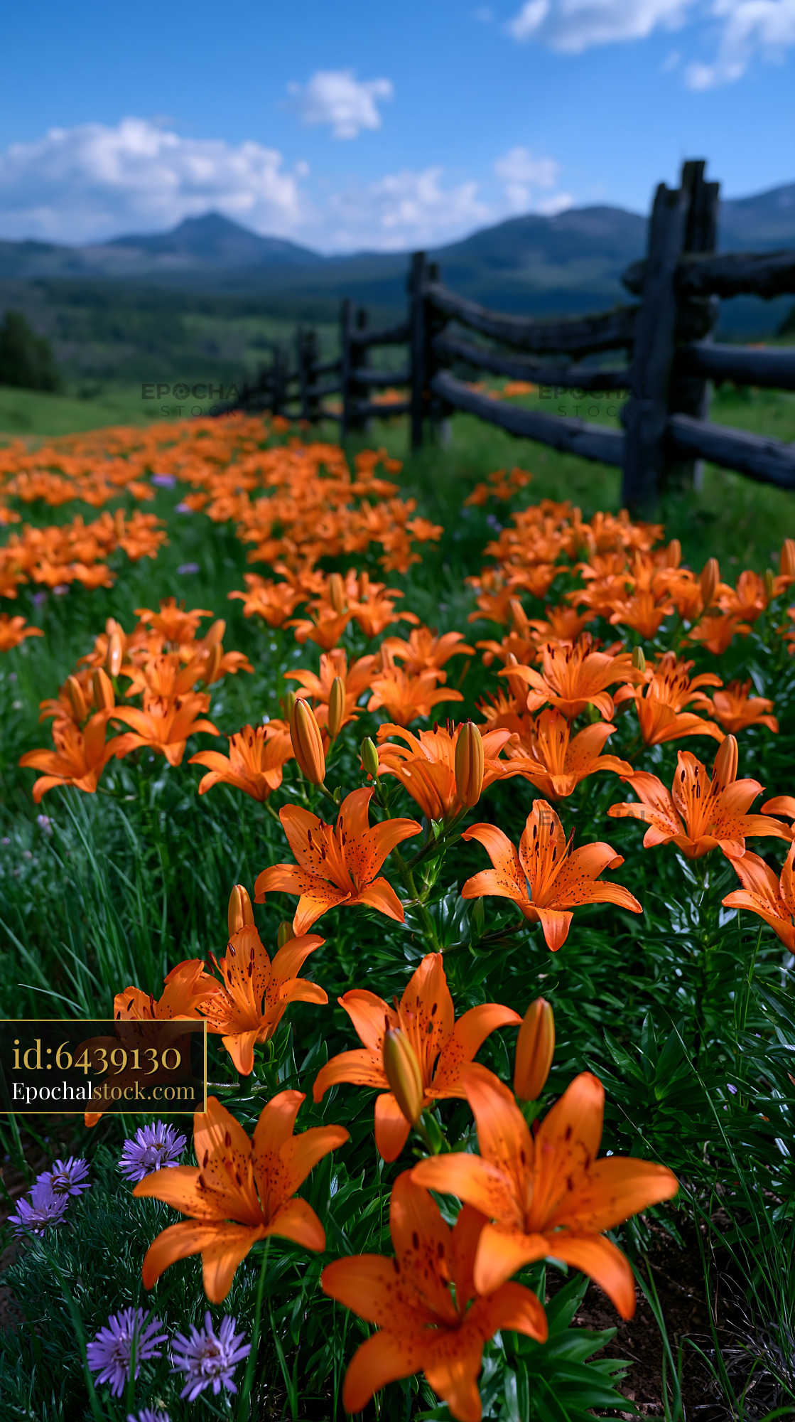 Watermarked full-resolution preview of Orange flowers bloom in a field near a wooden fence