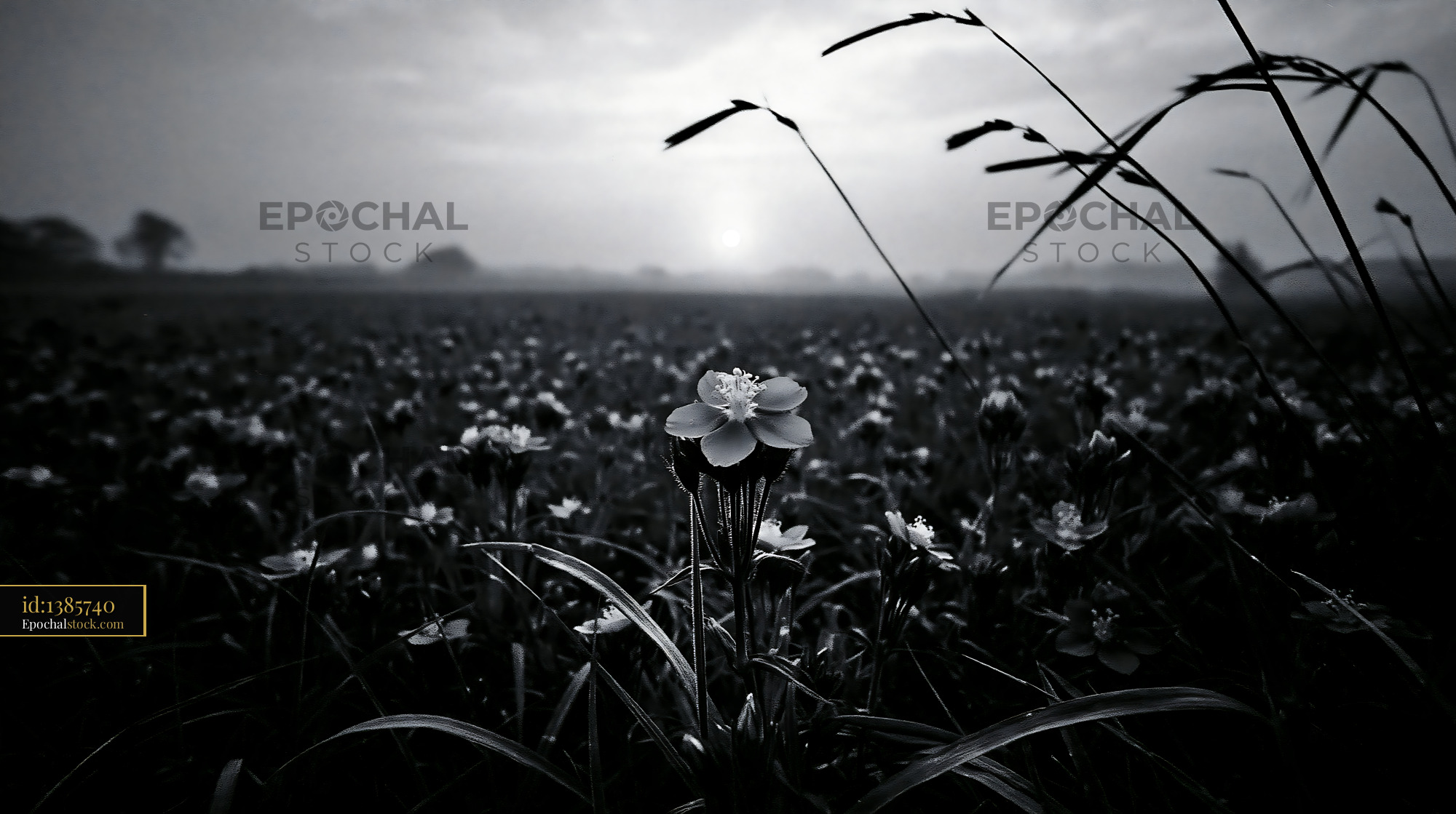 Watermarked full-resolution preview of Black and white flowers in a field at sunset