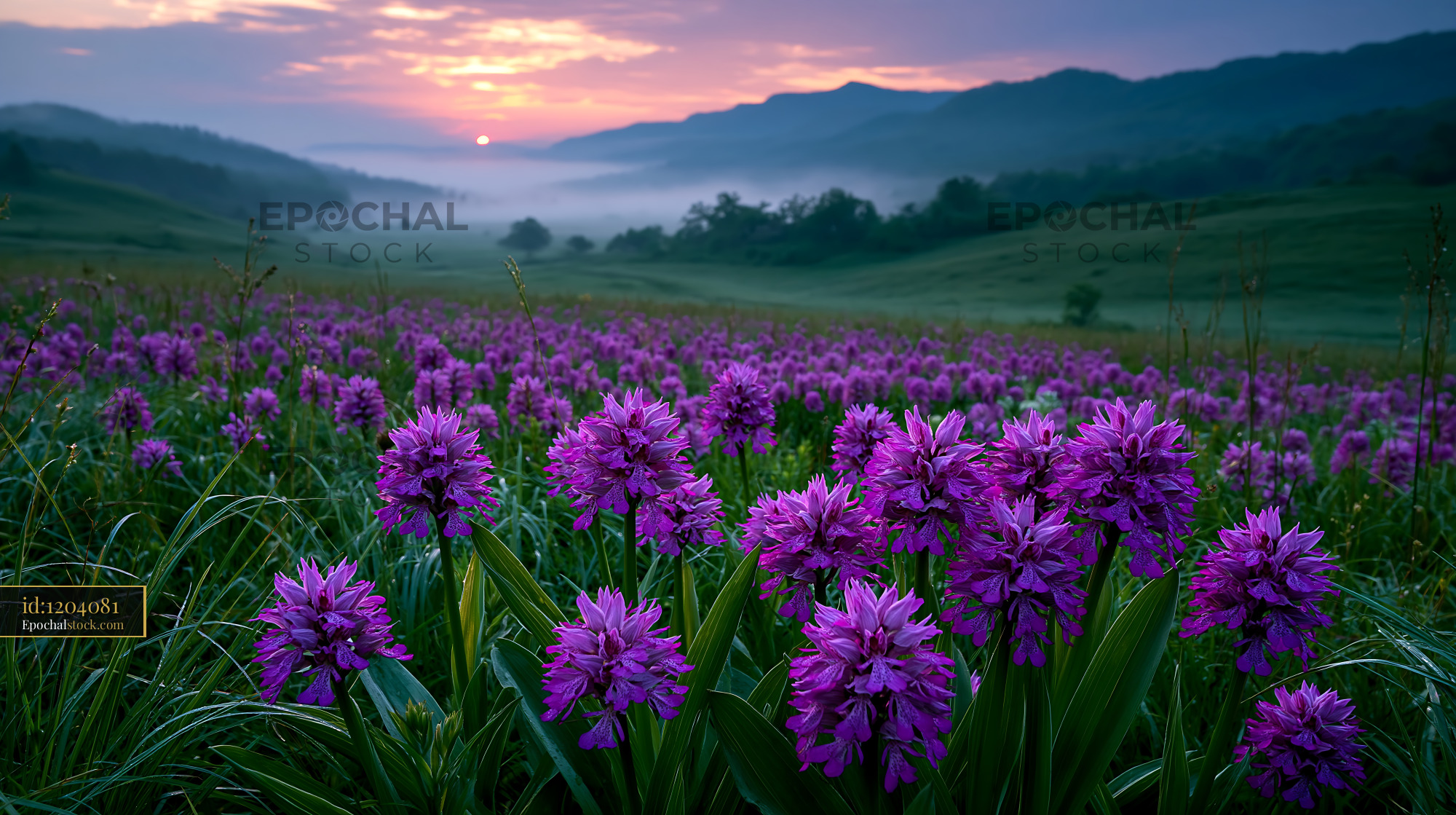 Watermarked full-resolution preview of Violet flowers blanket a meadow at dawn near rolling hills