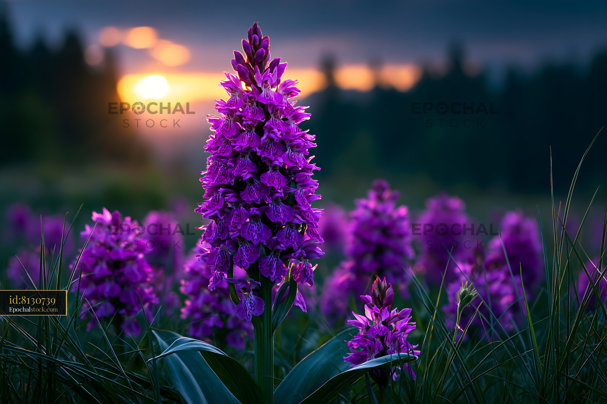 Watermarked full-resolution preview of Purple flowers blooming at sunset in a natural field
