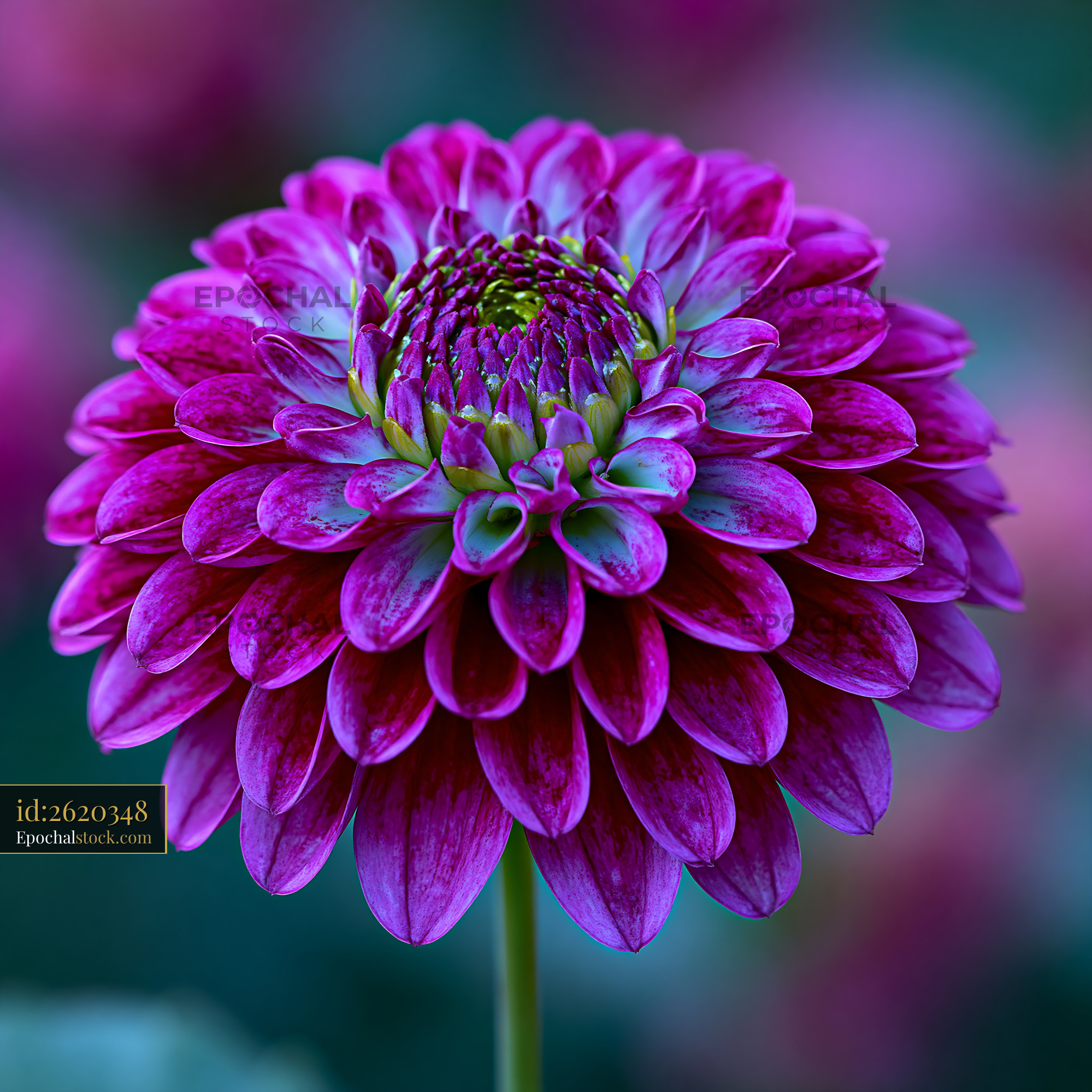 Watermarked full-resolution preview of Vibrant purple flower with detailed petals in a garden setting