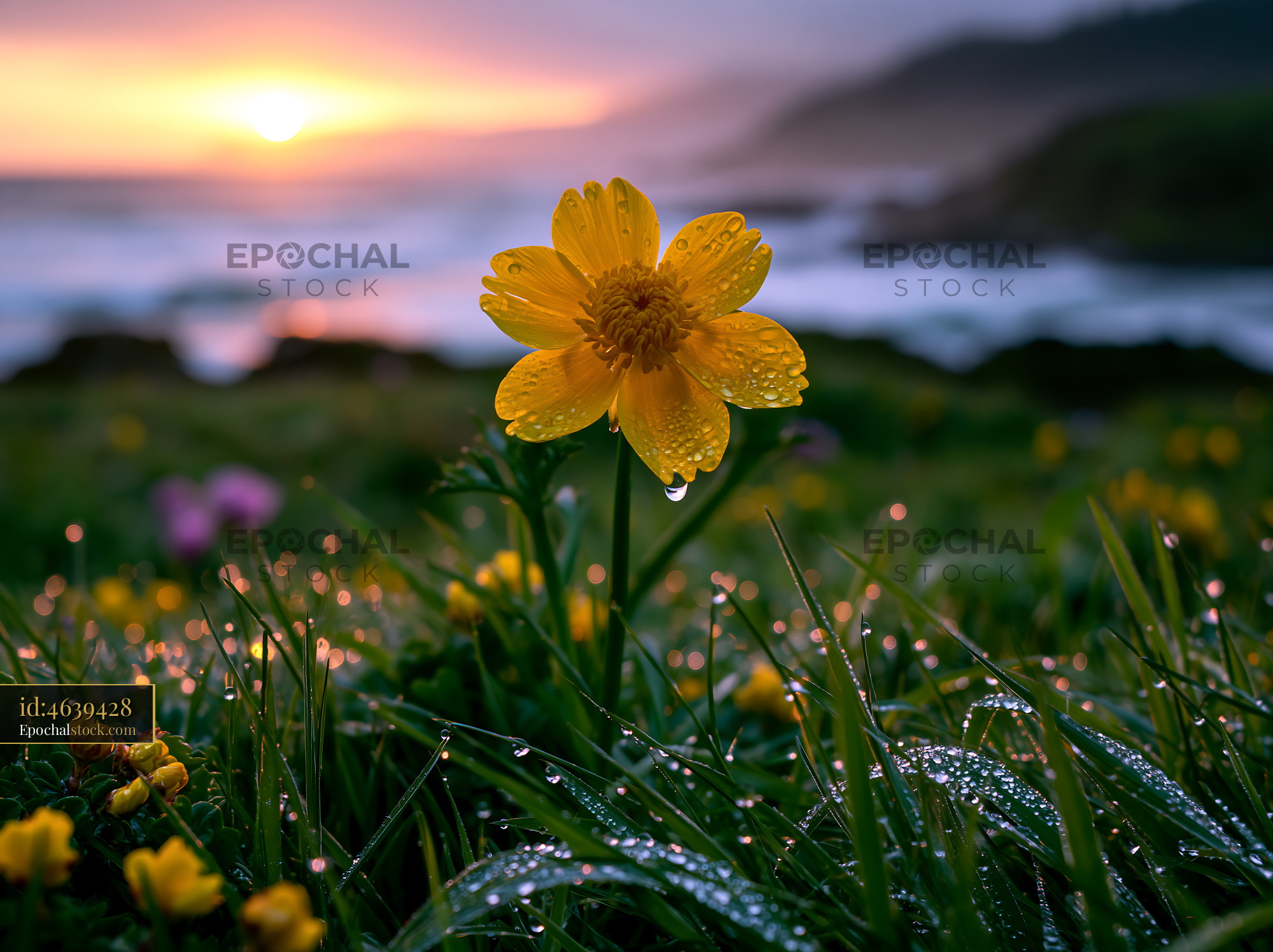 Watermarked full-resolution preview of Yellow flower shining in sunlight with droplets at the coast