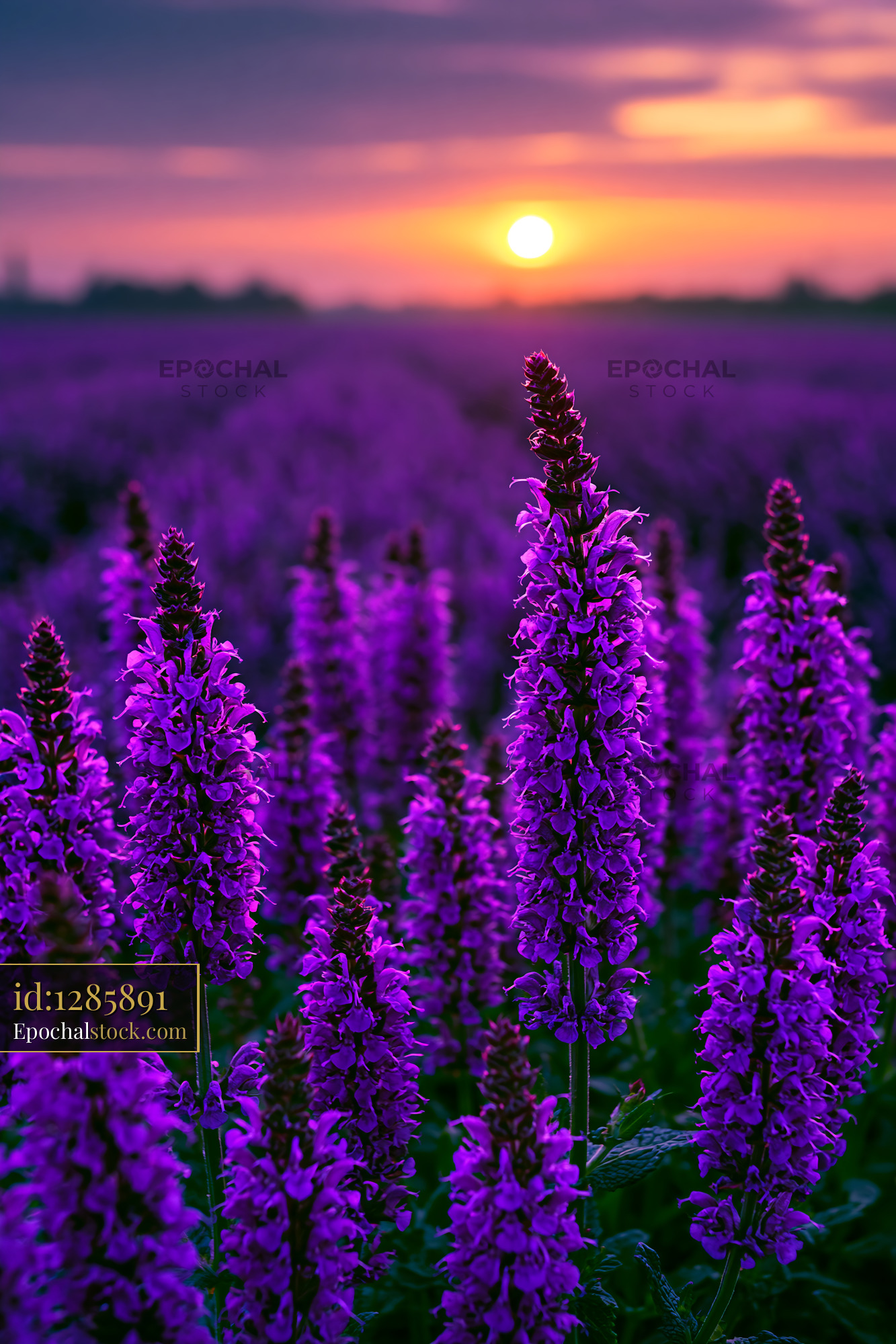 Purple Flowers Bloom in Field Under Sunset Sky - stock photo