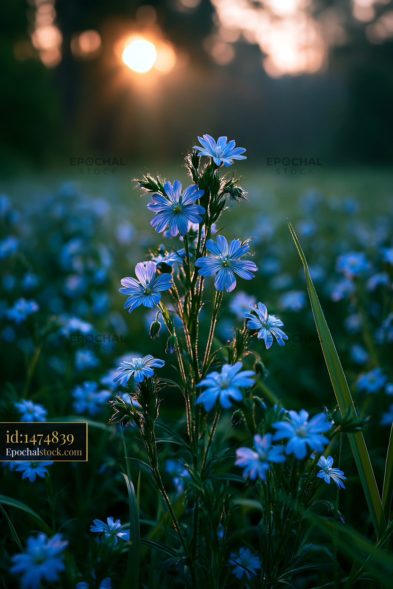 Watermarked full-resolution preview of Blue flowers in a field during sunset