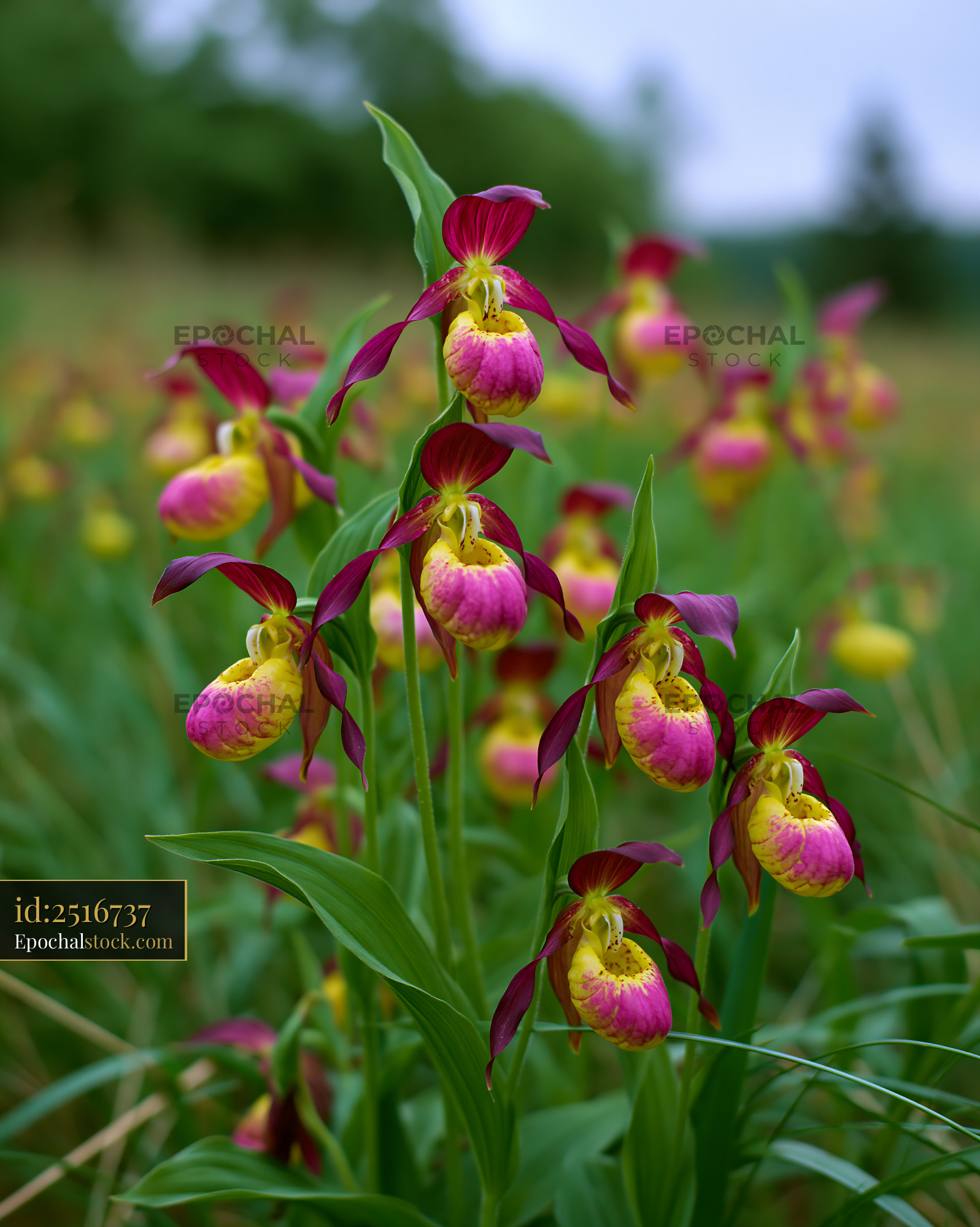 Watermarked full-resolution preview of Orchids blooming in a green field on a cloudy day