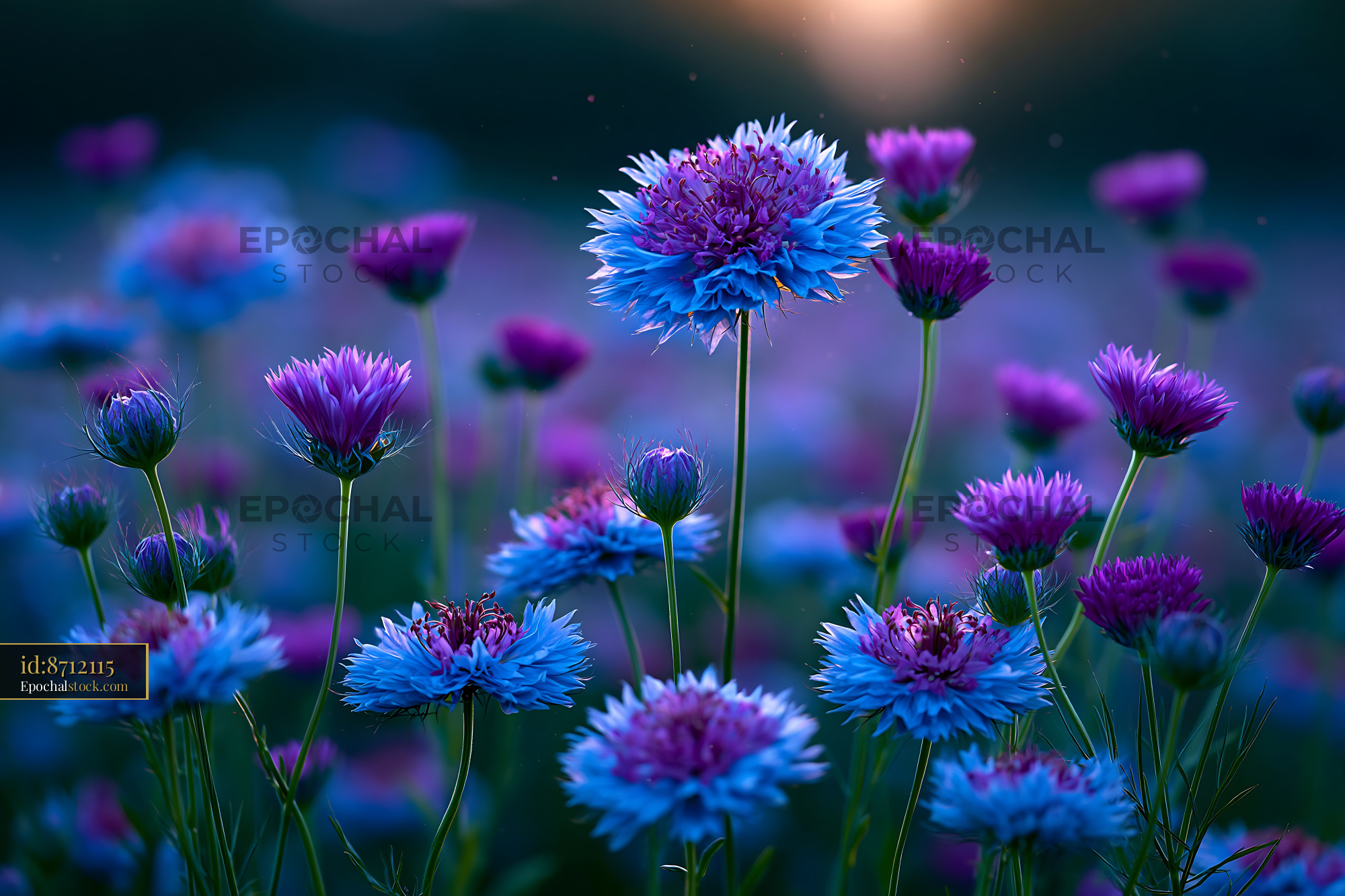 Watermarked full-resolution preview of Colorful wildflowers blooming in a field at sunset