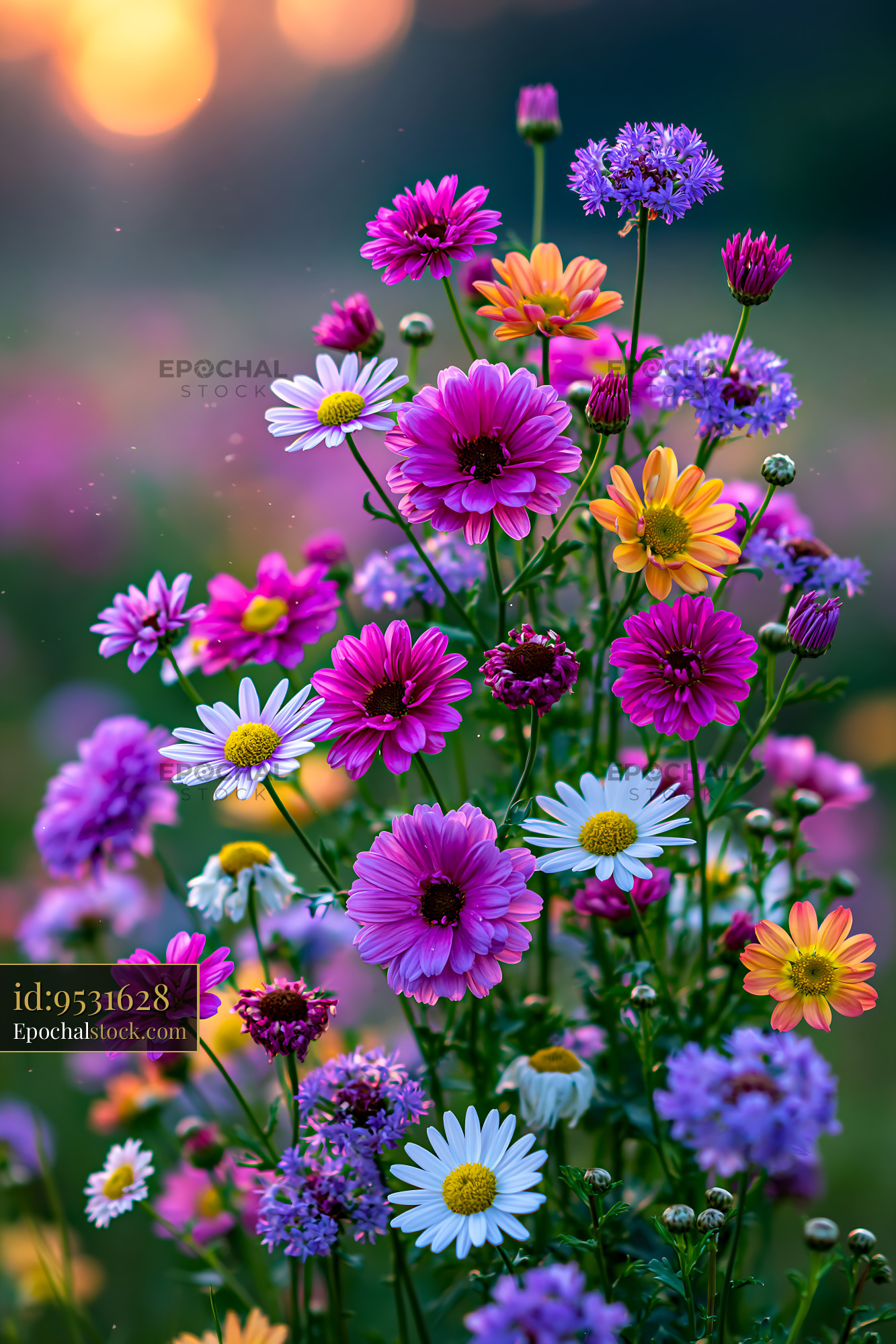Watermarked full-resolution preview of Colorful wildflowers bloom in a sunny meadow during sunset