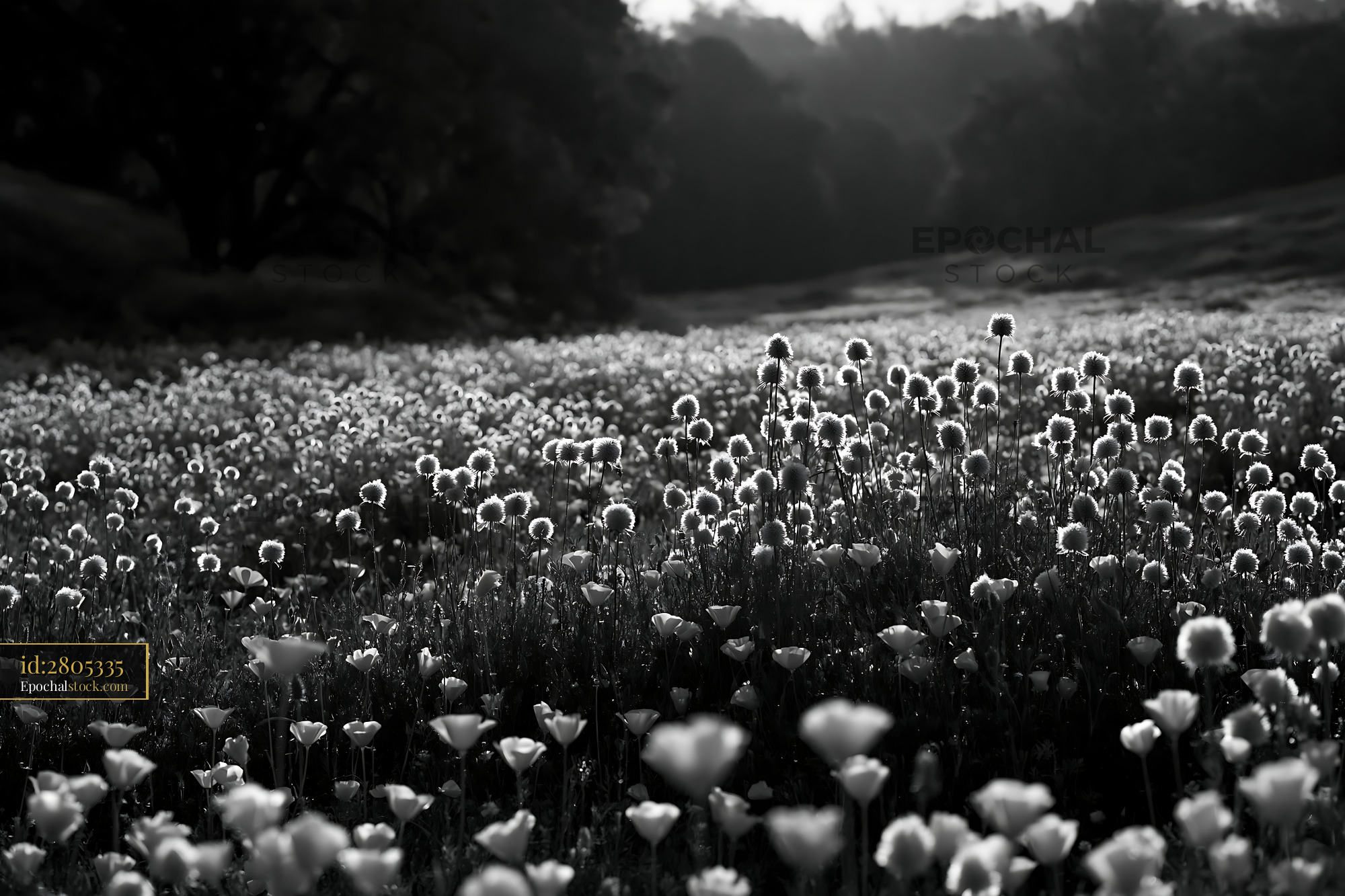 Watermarked full-resolution preview of Black and white field of flowers in natural setting