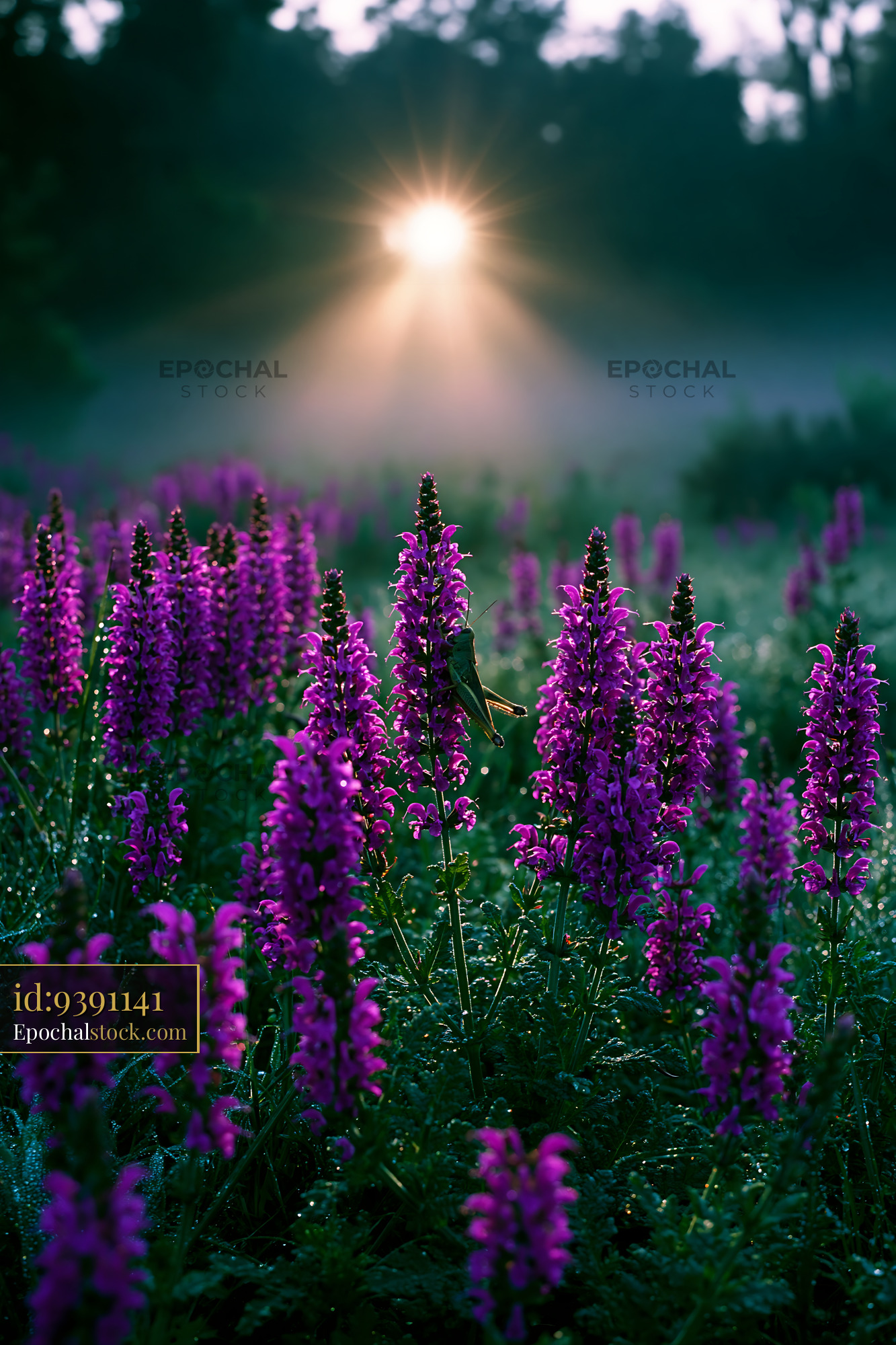 Watermarked full-resolution preview of Sunrise over purple flowers in a misty field