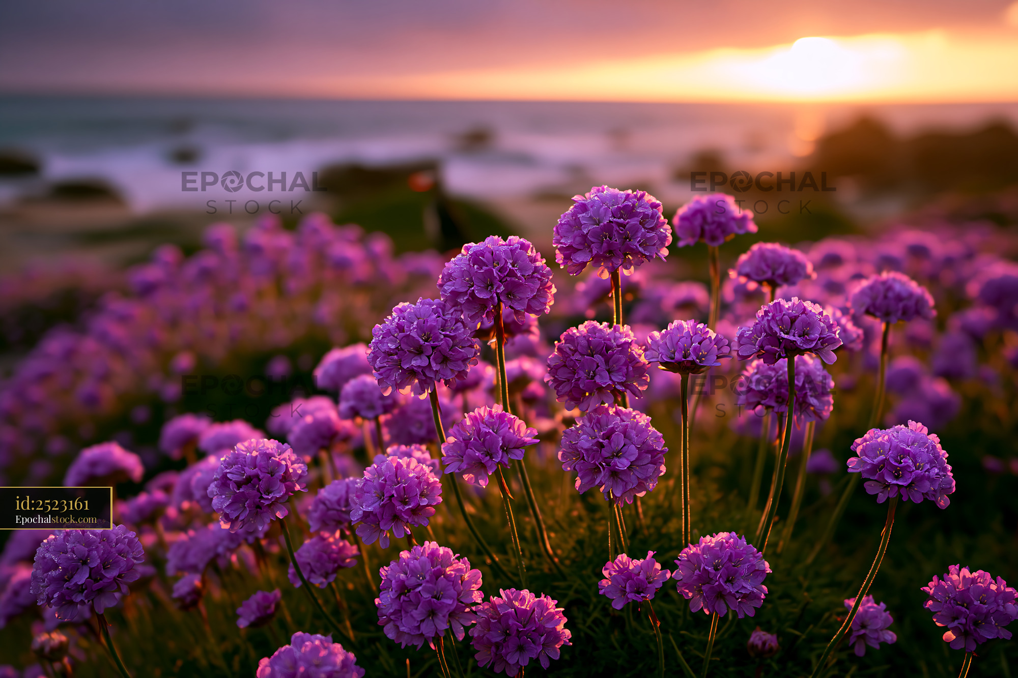Watermarked full-resolution preview of Vibrant purple flowers by the sea at sunset