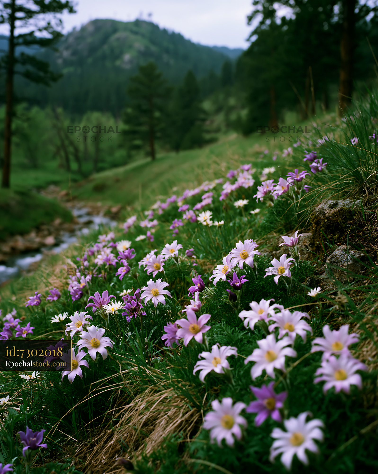 Watermarked full-resolution preview of Flowers bloom along a stream in a mountain area during springtime