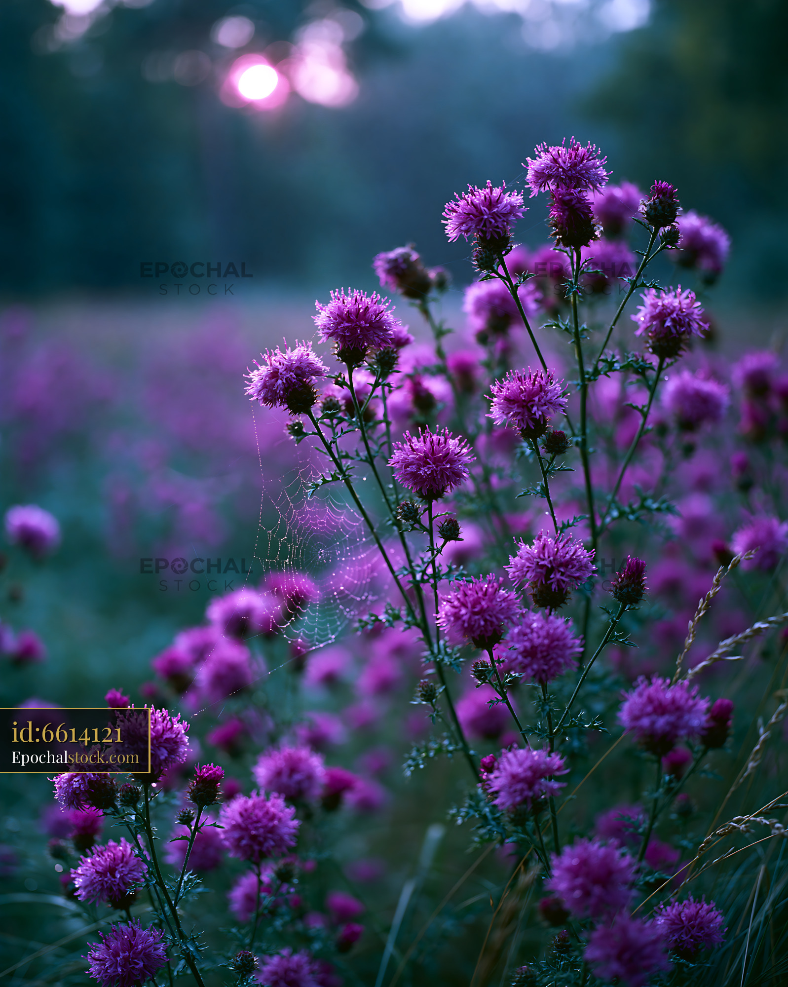 Watermarked full-resolution preview of Purple flowers in a field during sunset