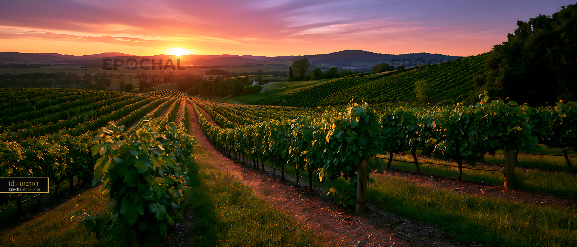 Watermarked full-resolution preview of Golden sunset across a hillside vineyard landscape