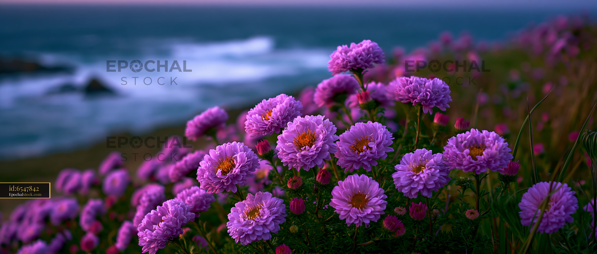 Watermarked full-resolution preview of Purple flowers by the ocean at sunset