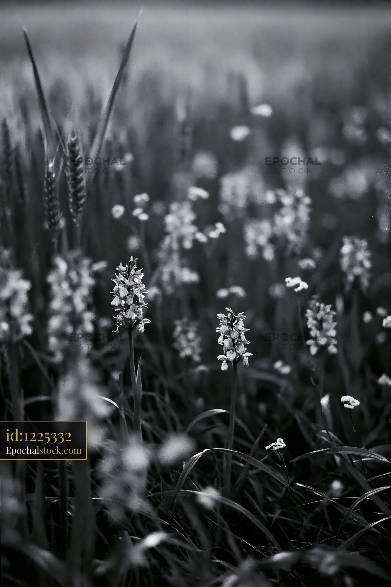 Watermarked full-resolution preview of Wildflowers growing in a grassy field during the day