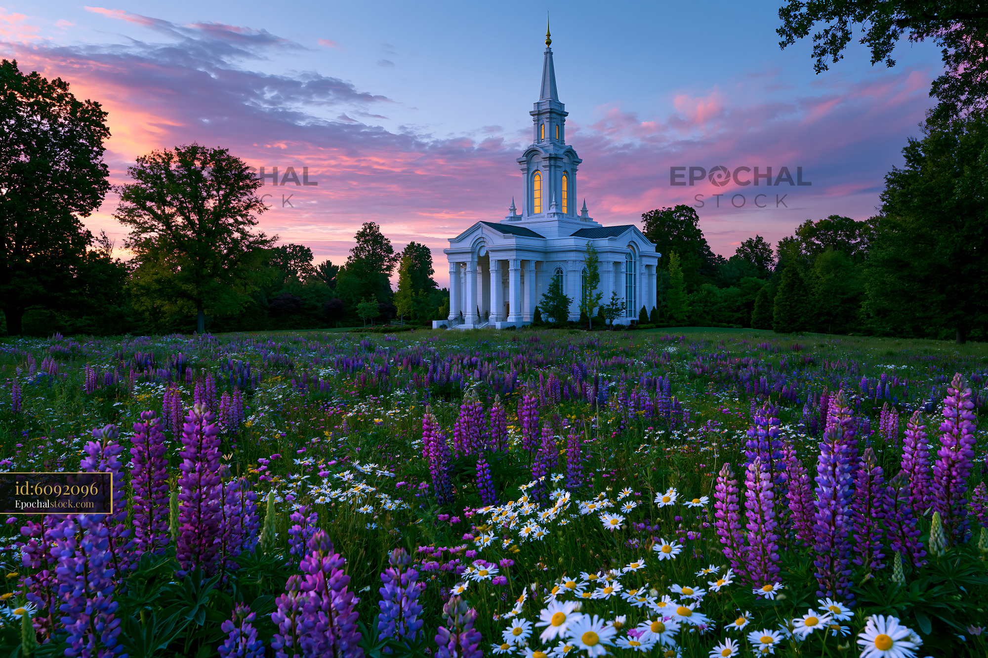 Watermarked full-resolution preview of Sunset over white church in field of wildflowers