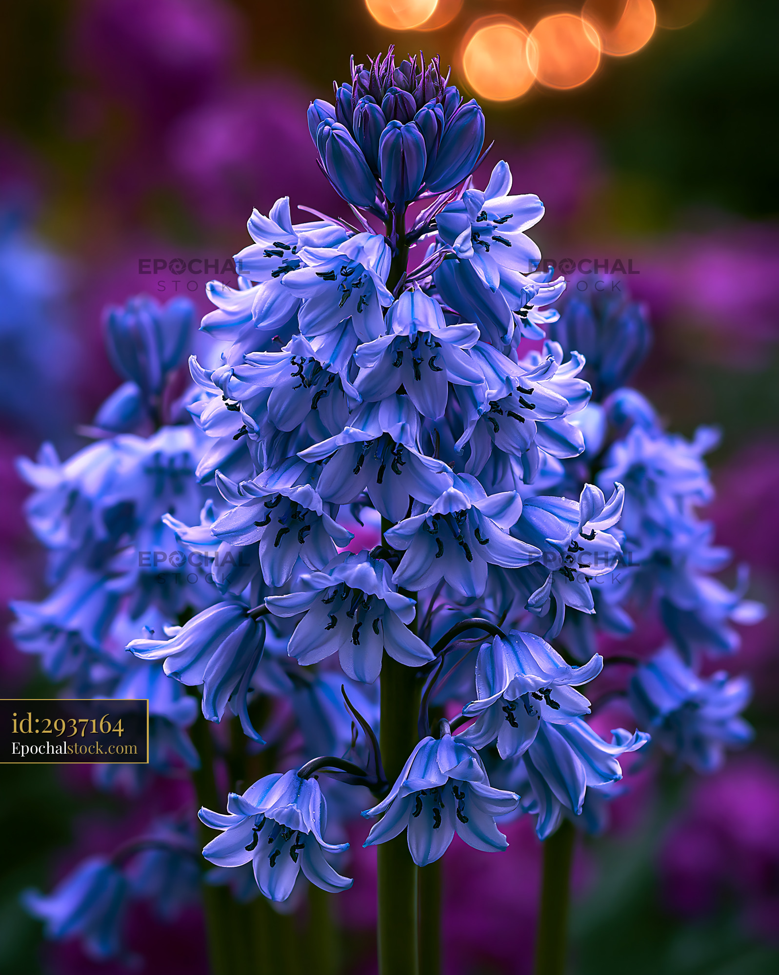 Watermarked full-resolution preview of Purple flowers bloom in garden under soft evening light