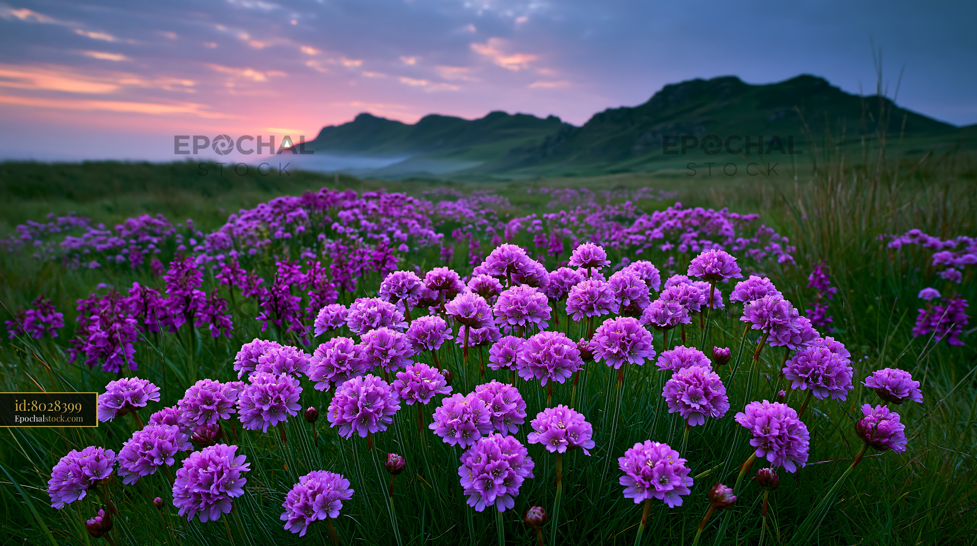 Watermarked full-resolution preview of Colorful flowers bloom in a field at sunset near hills